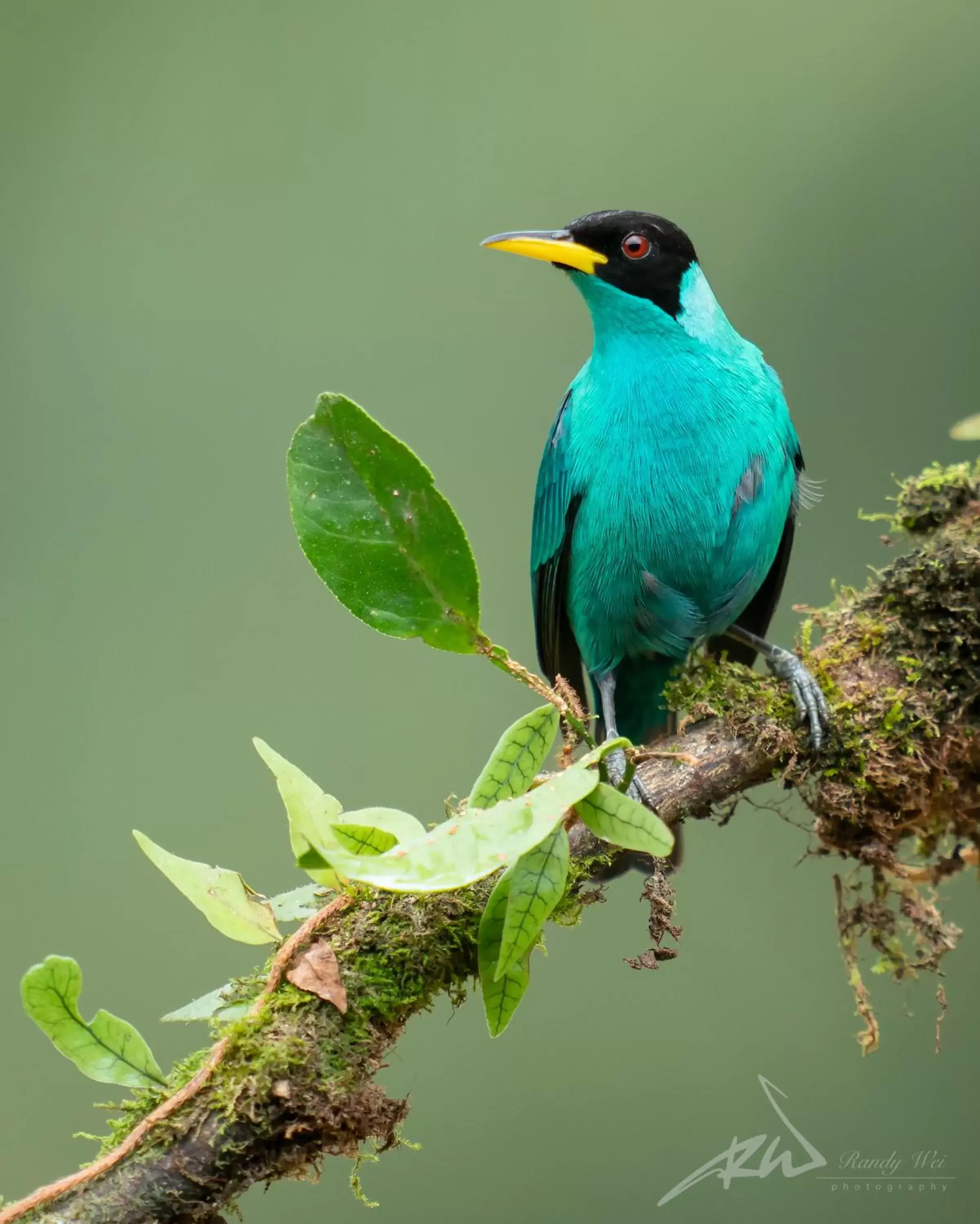 Garden, Other Animals in Arte de Plumas birding lodge