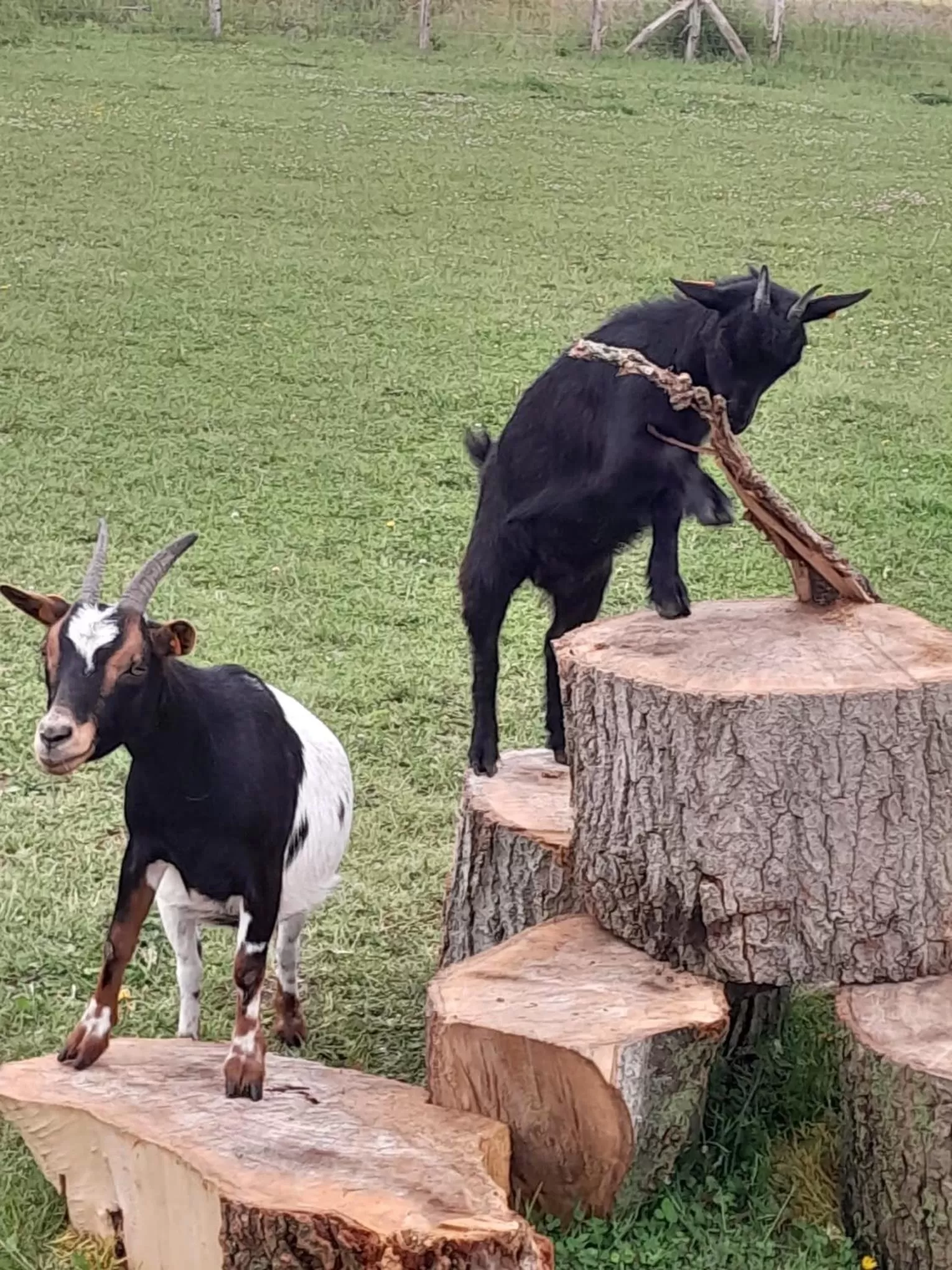 Animals, Other Animals in casa matteo de haan Grote straat 152