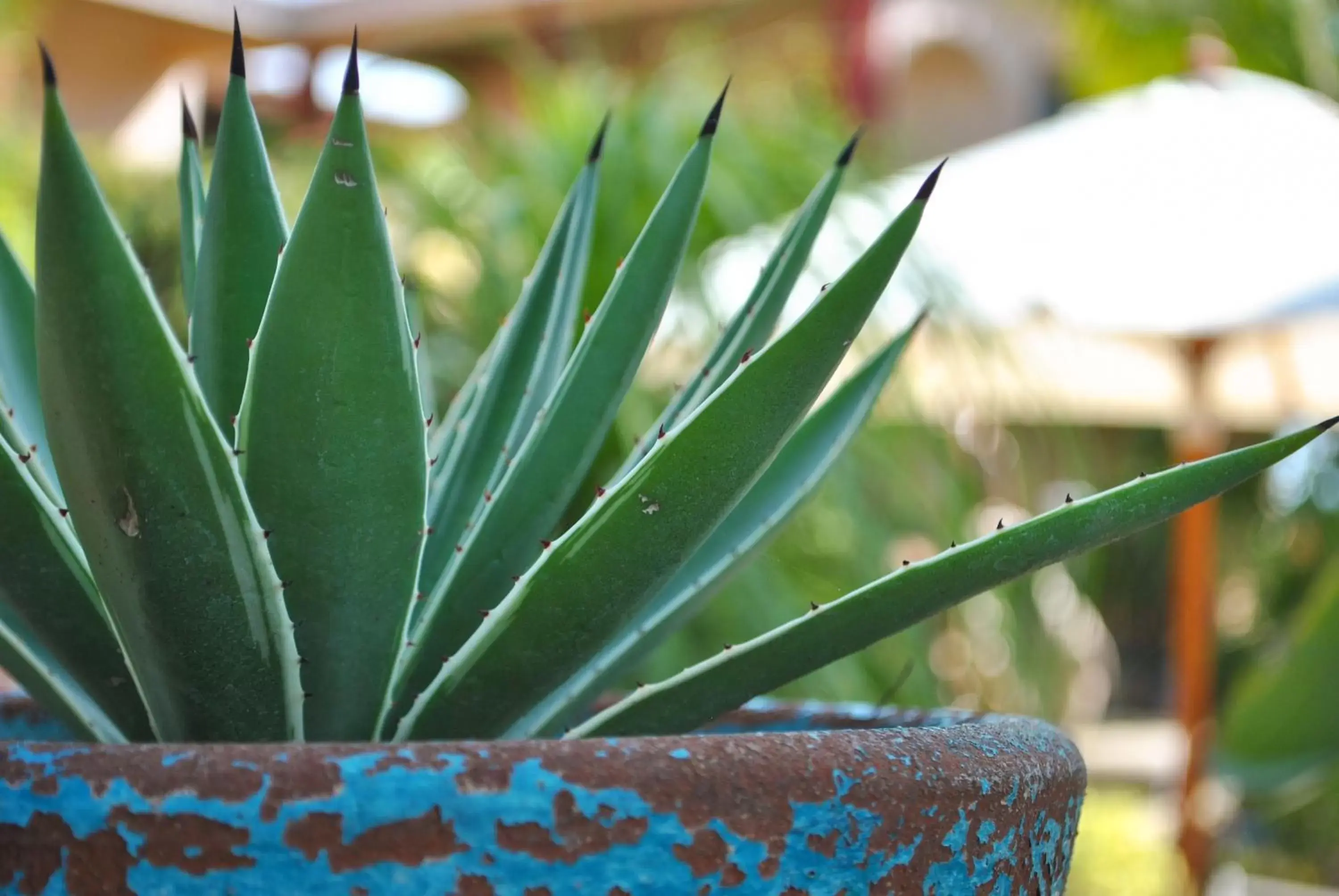 Garden in Hacienda De Palmas