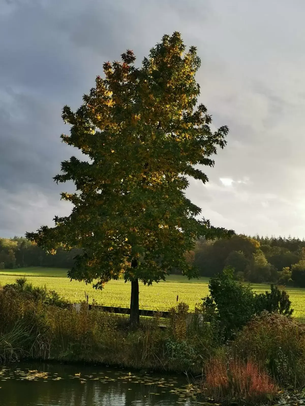 Natural landscape in B&B Bovenweg