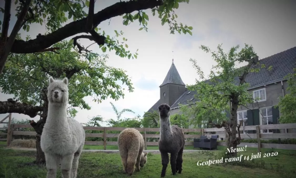 Animals in Bed & Brood De Vogelpoel