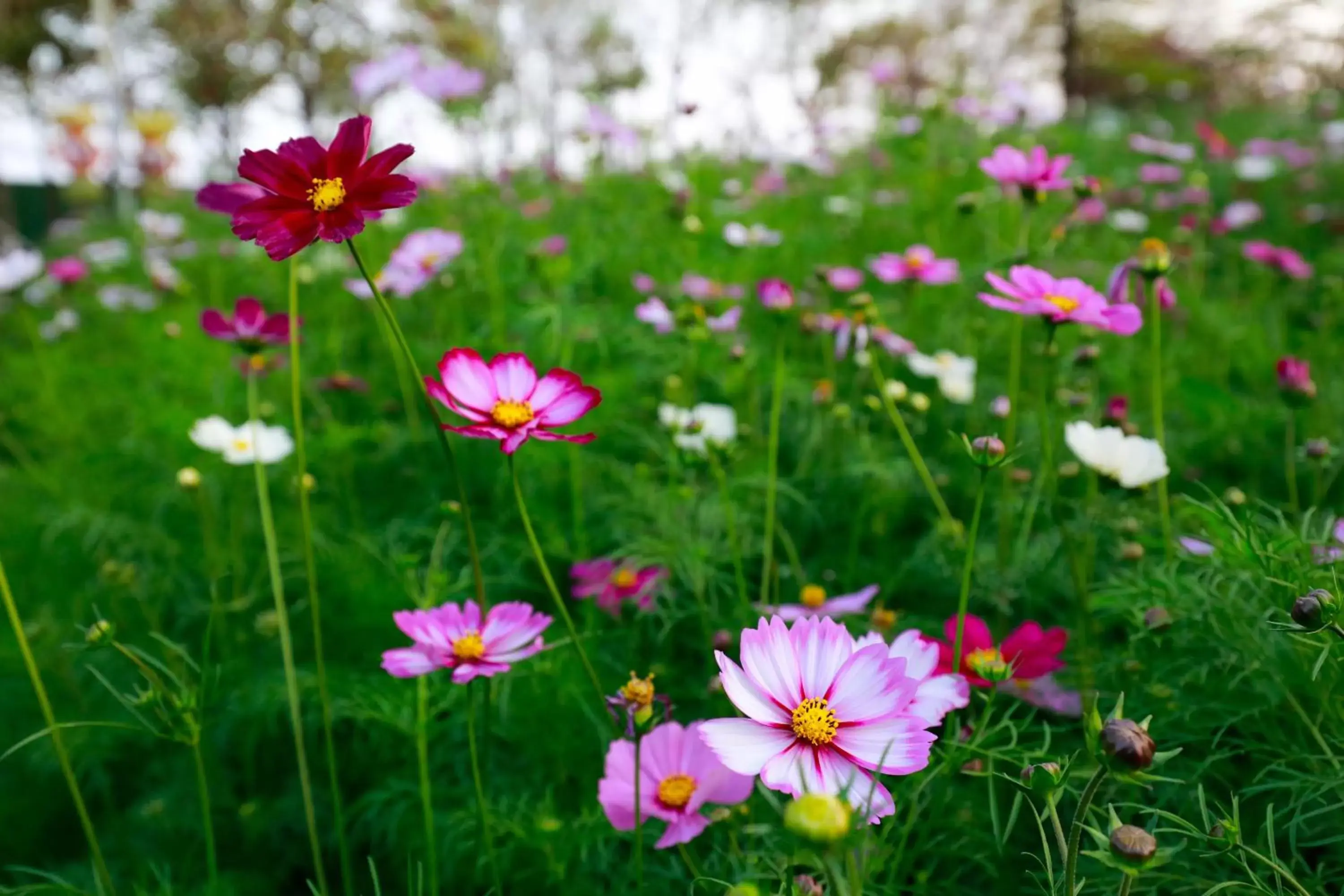 Natural landscape, Garden in Crowne Plaza Foshan Nanhai, an IHG Hotel