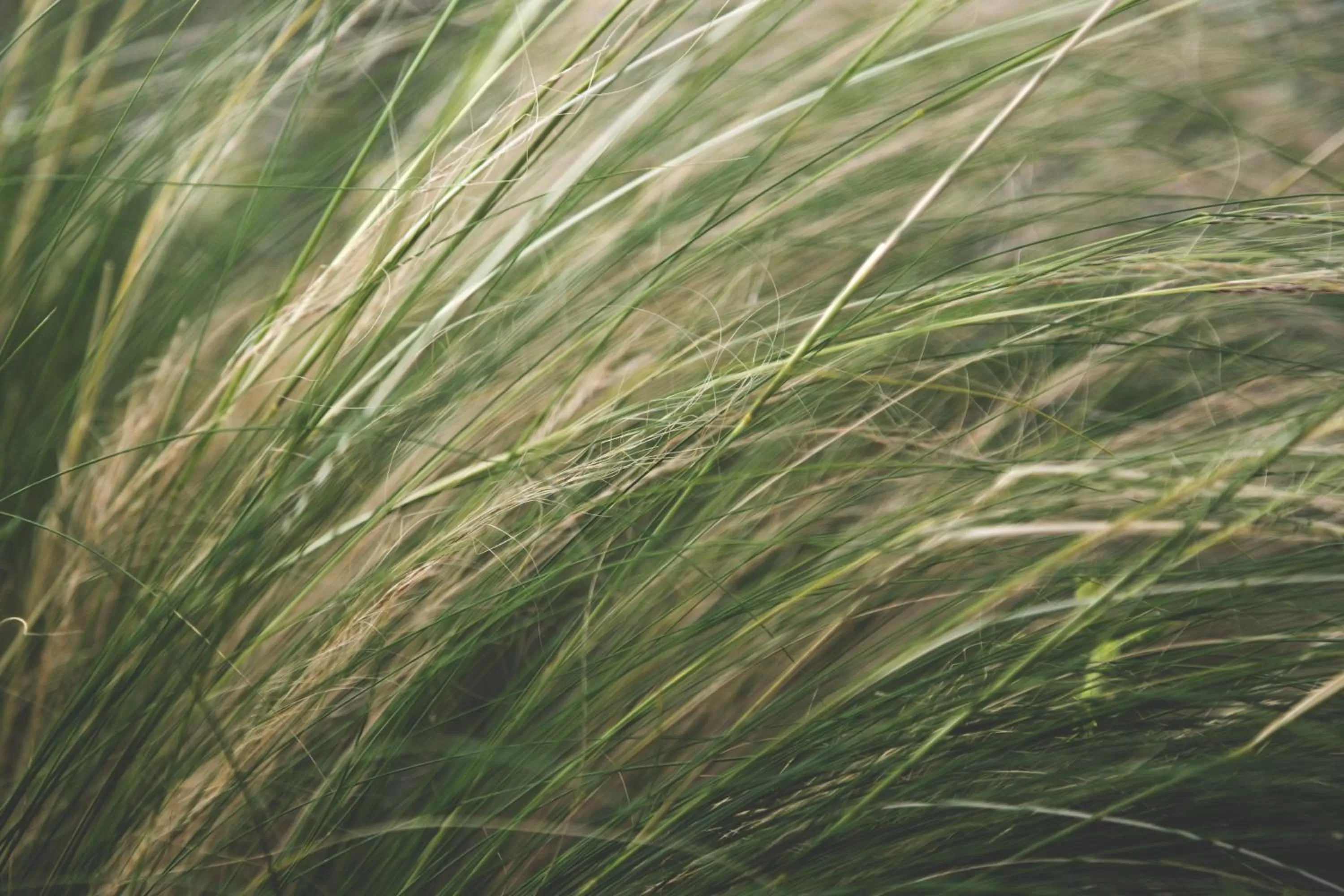 Garden in The Old Drum