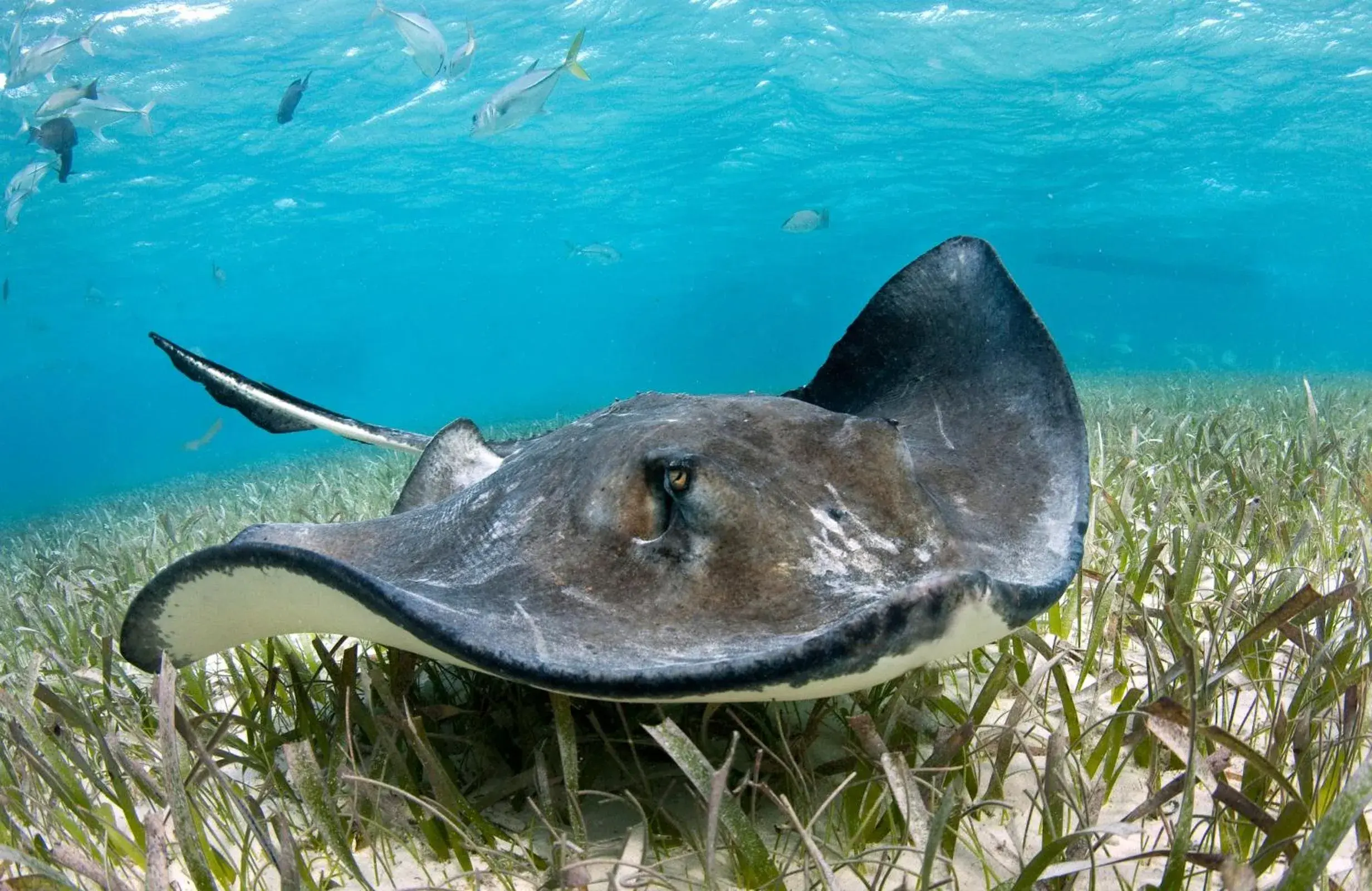 Snorkeling, Other Animals in Ramon's Village Resort