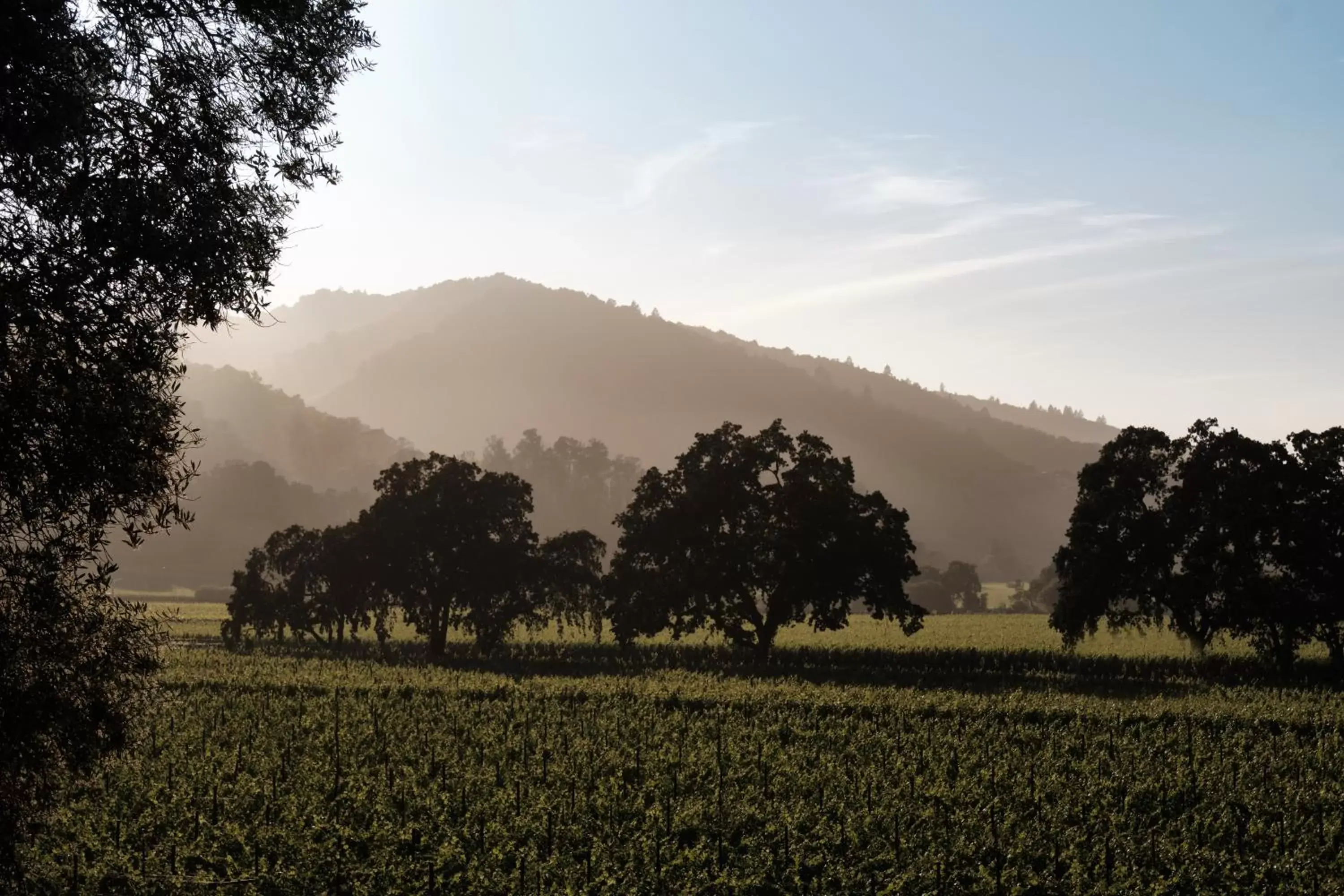 Natural landscape in The Setting Inn Napa Valley