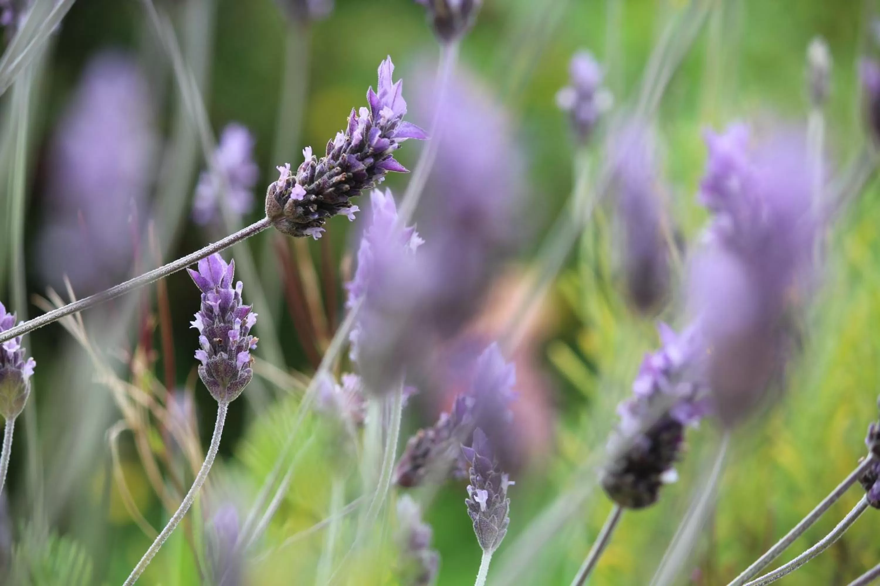Garden, Other Animals in Hotel Boutique Casa Werner