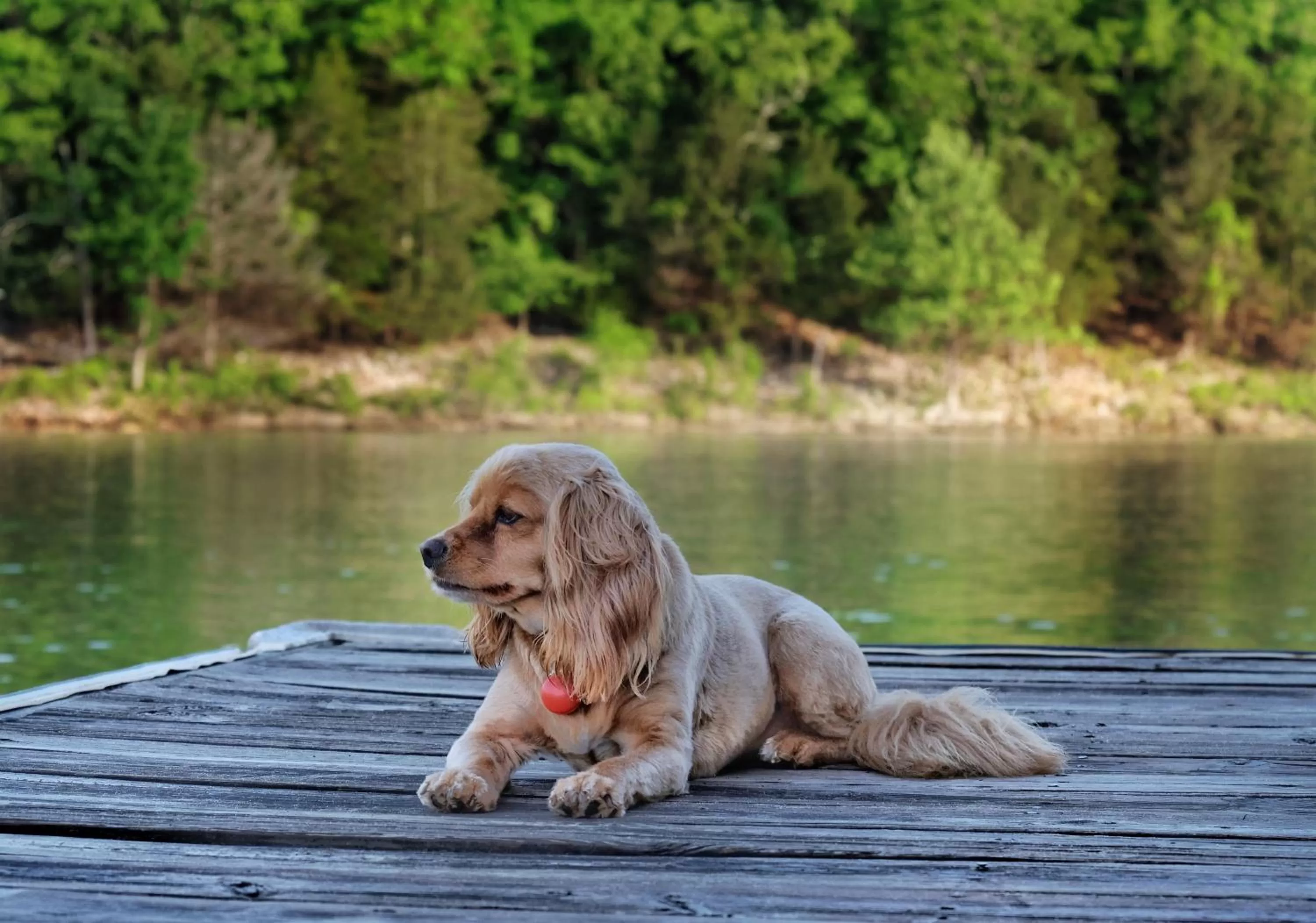 Spring in Calm Waters Resort