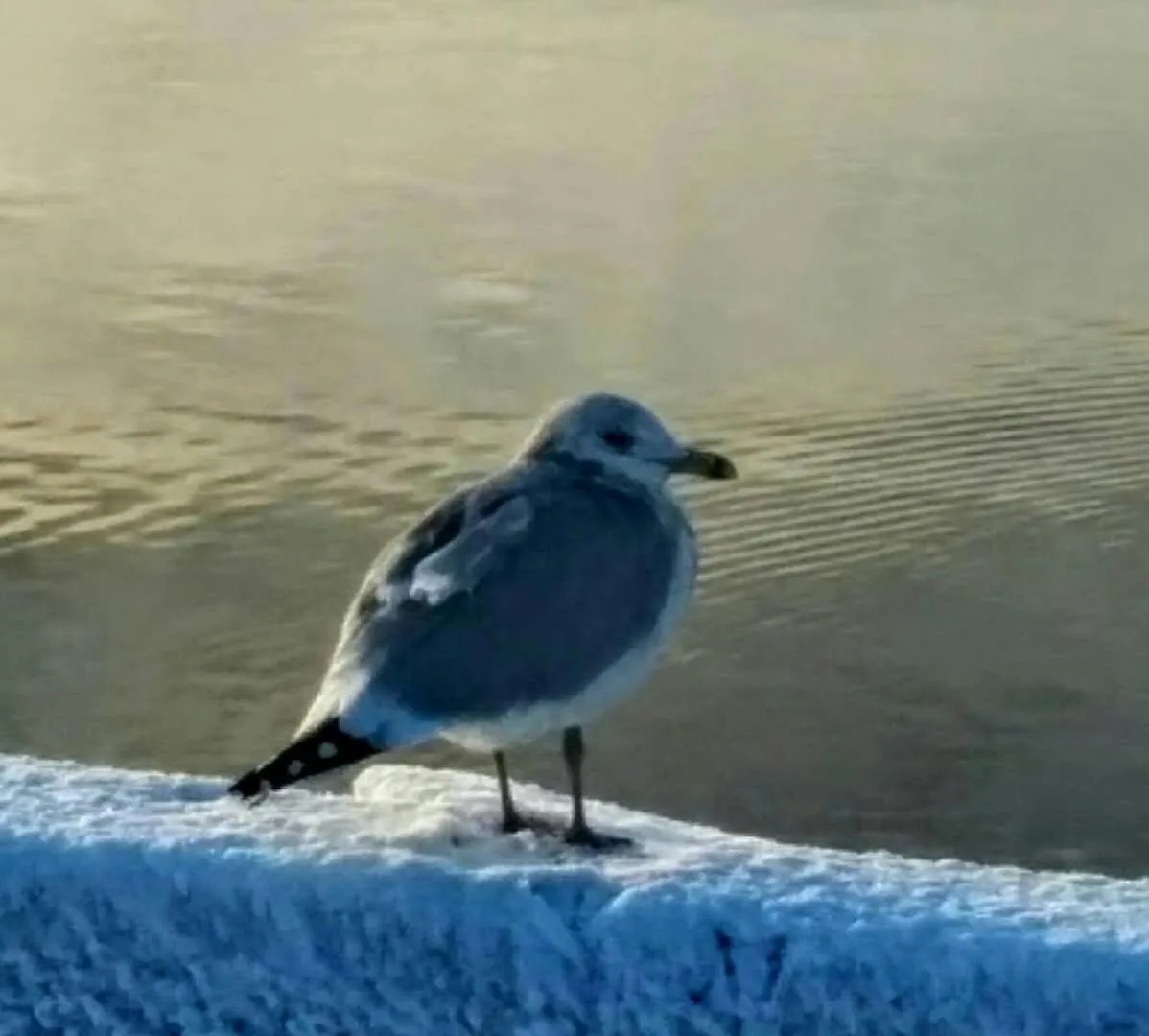 Winter in Braeside Country Inn