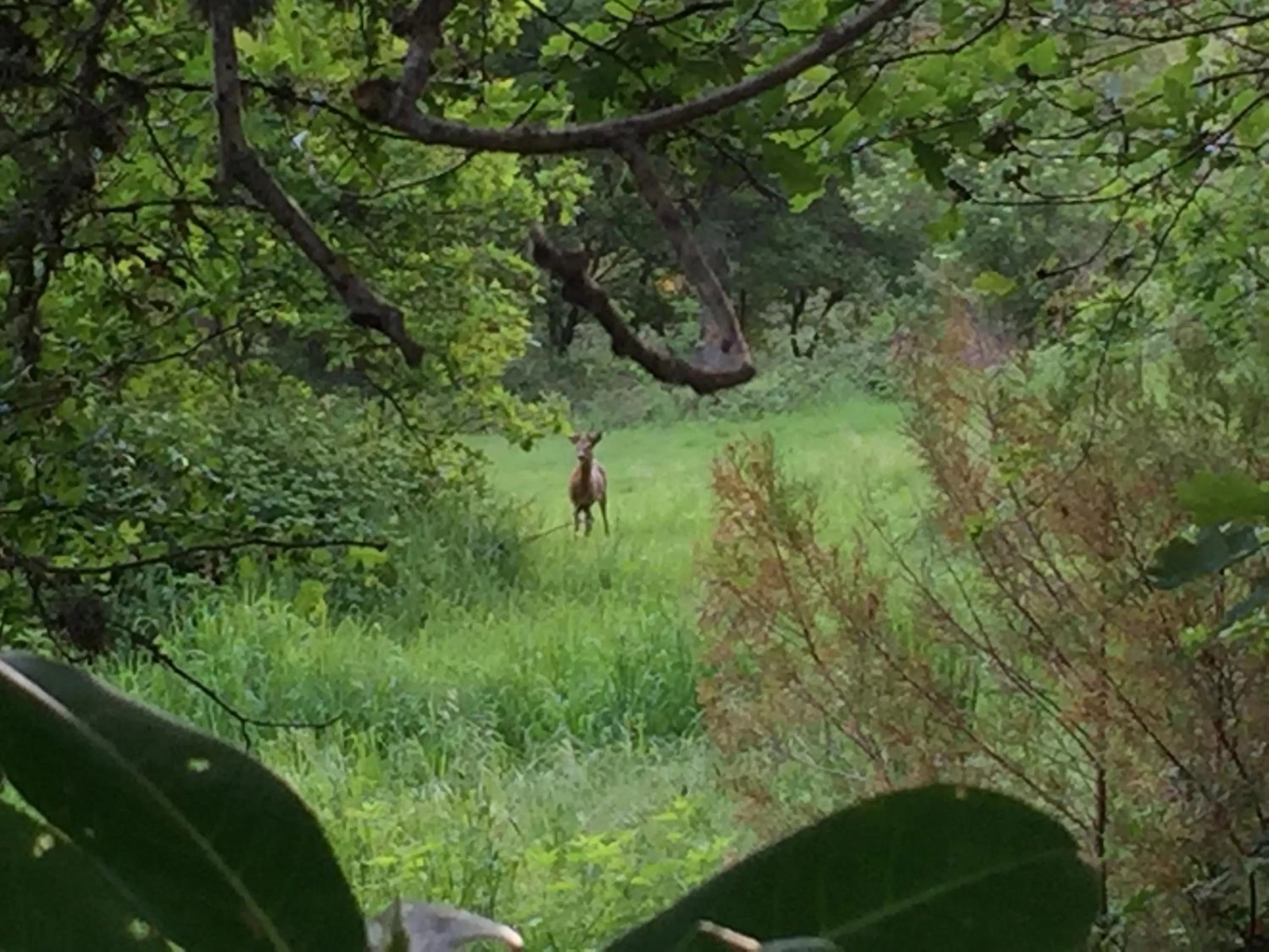 Natural landscape in Ferme Boisquillon