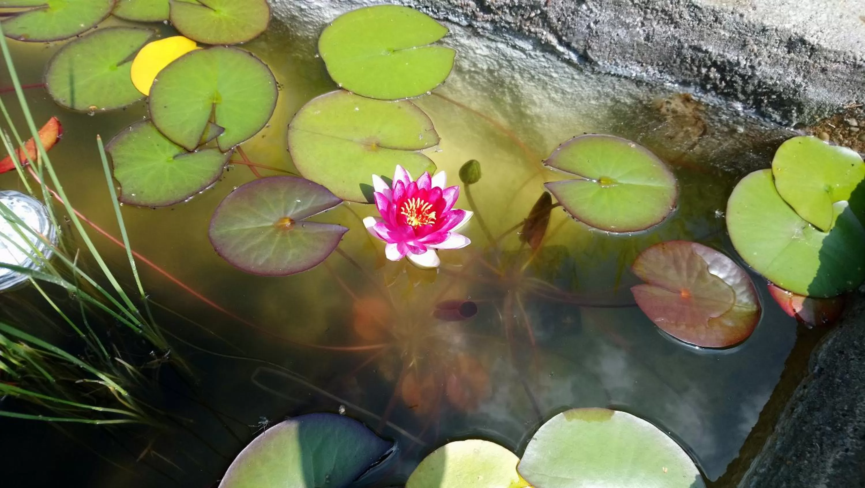 Garden in Hotel Alfa