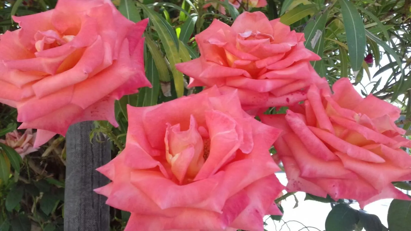 Garden in Hotel Laika
