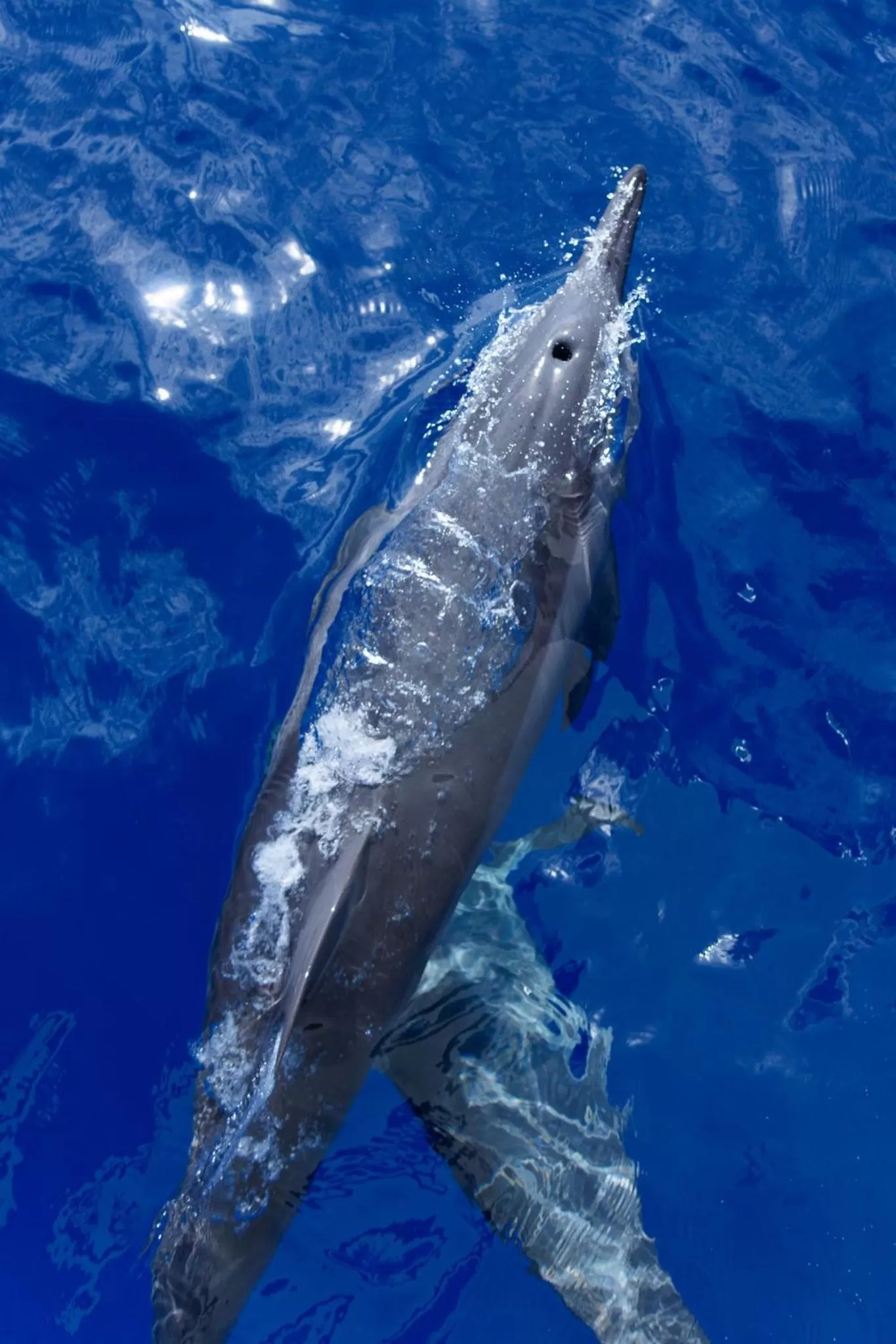 Activities in Canareef Resort Maldives