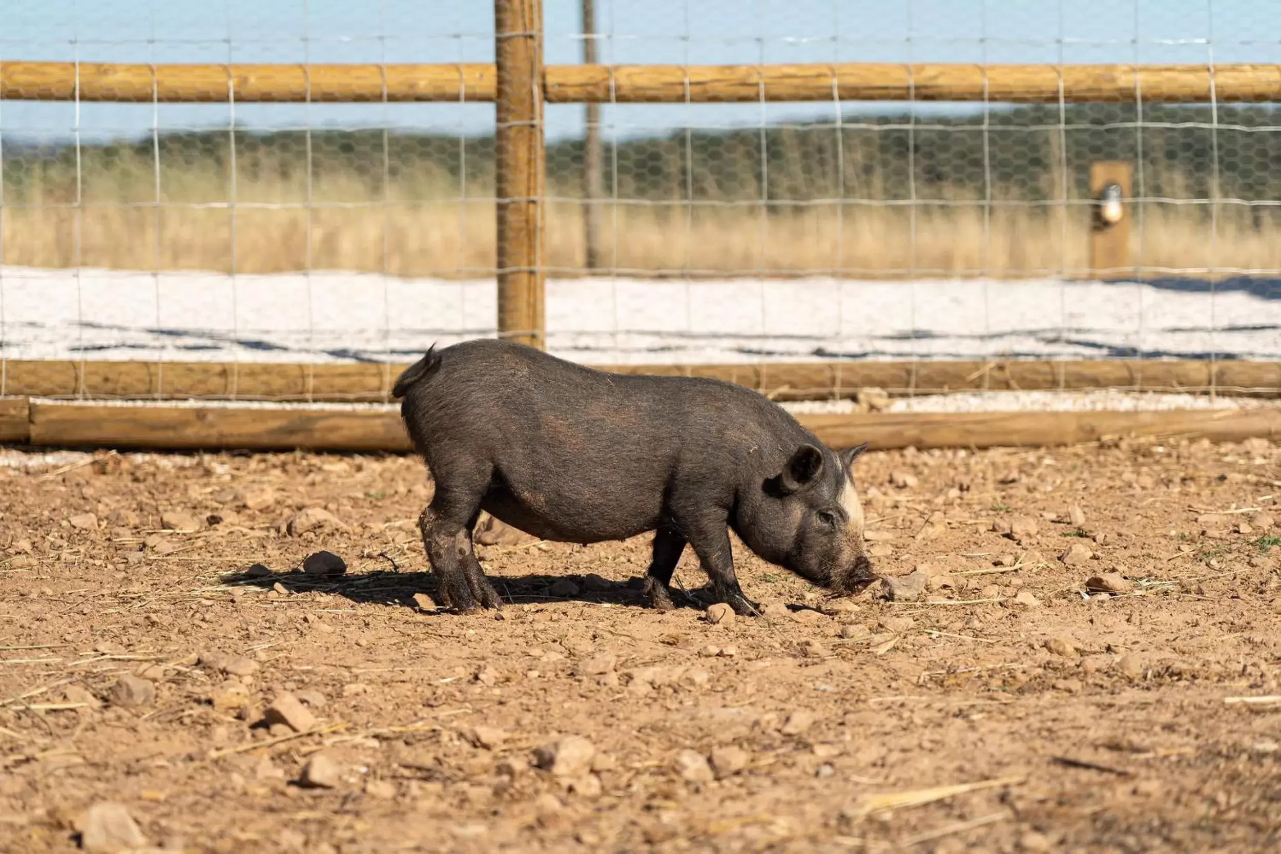 Animals, Other Animals in Octant Evora