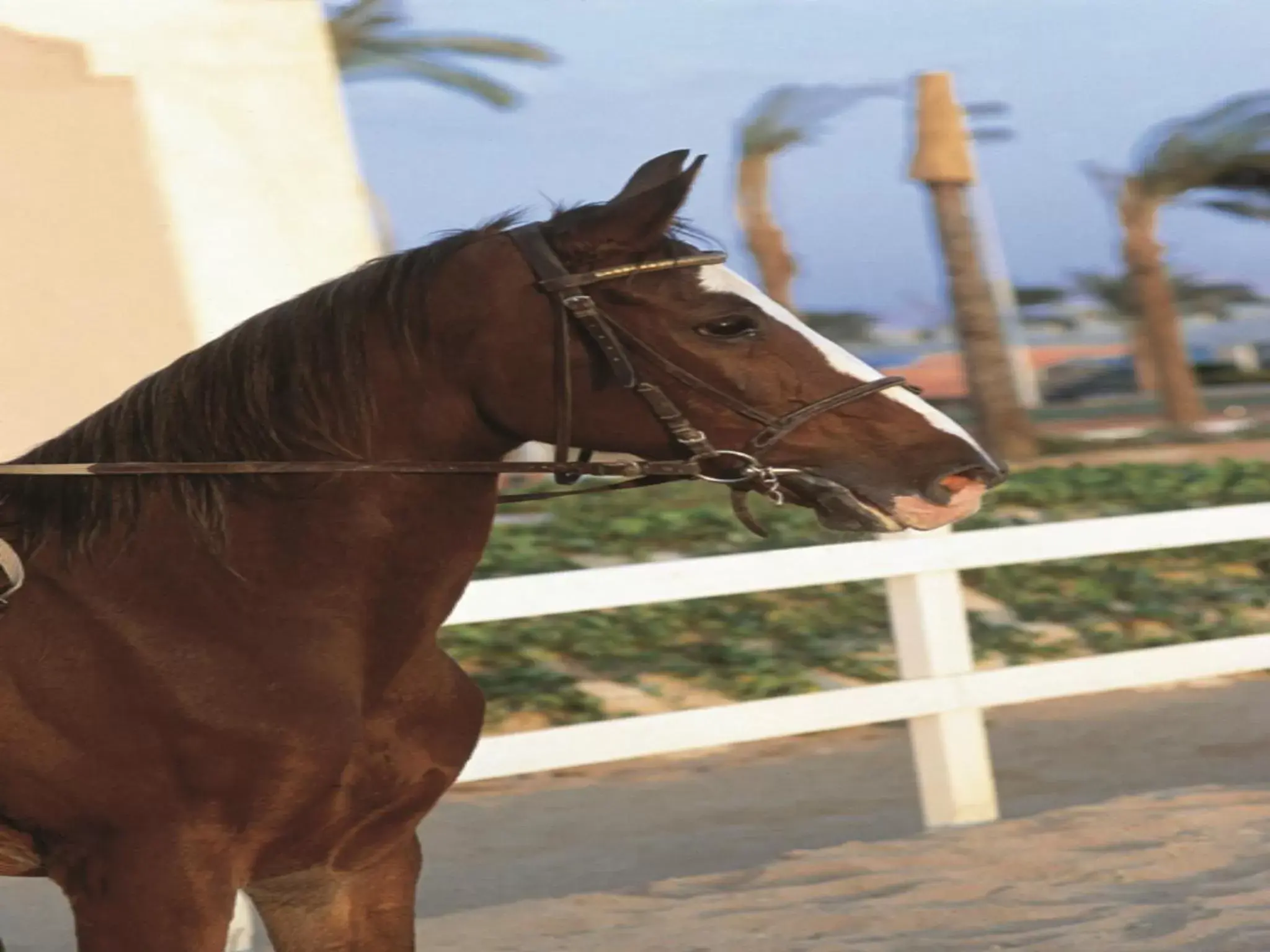 Activities, Horseback Riding in Concorde El Salam Cairo Hotel & Casino