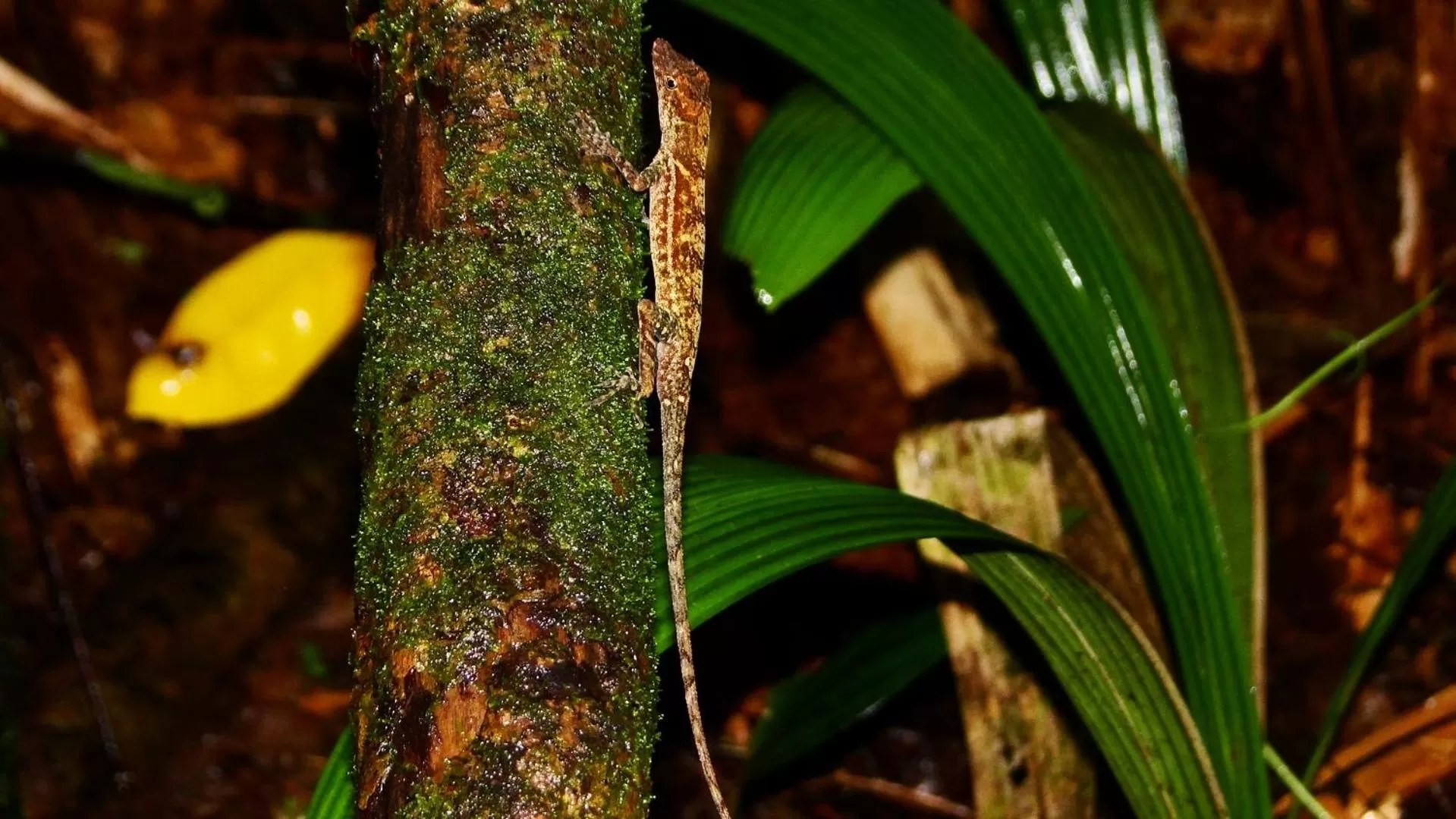 Animals in La Foresta Nature Resort