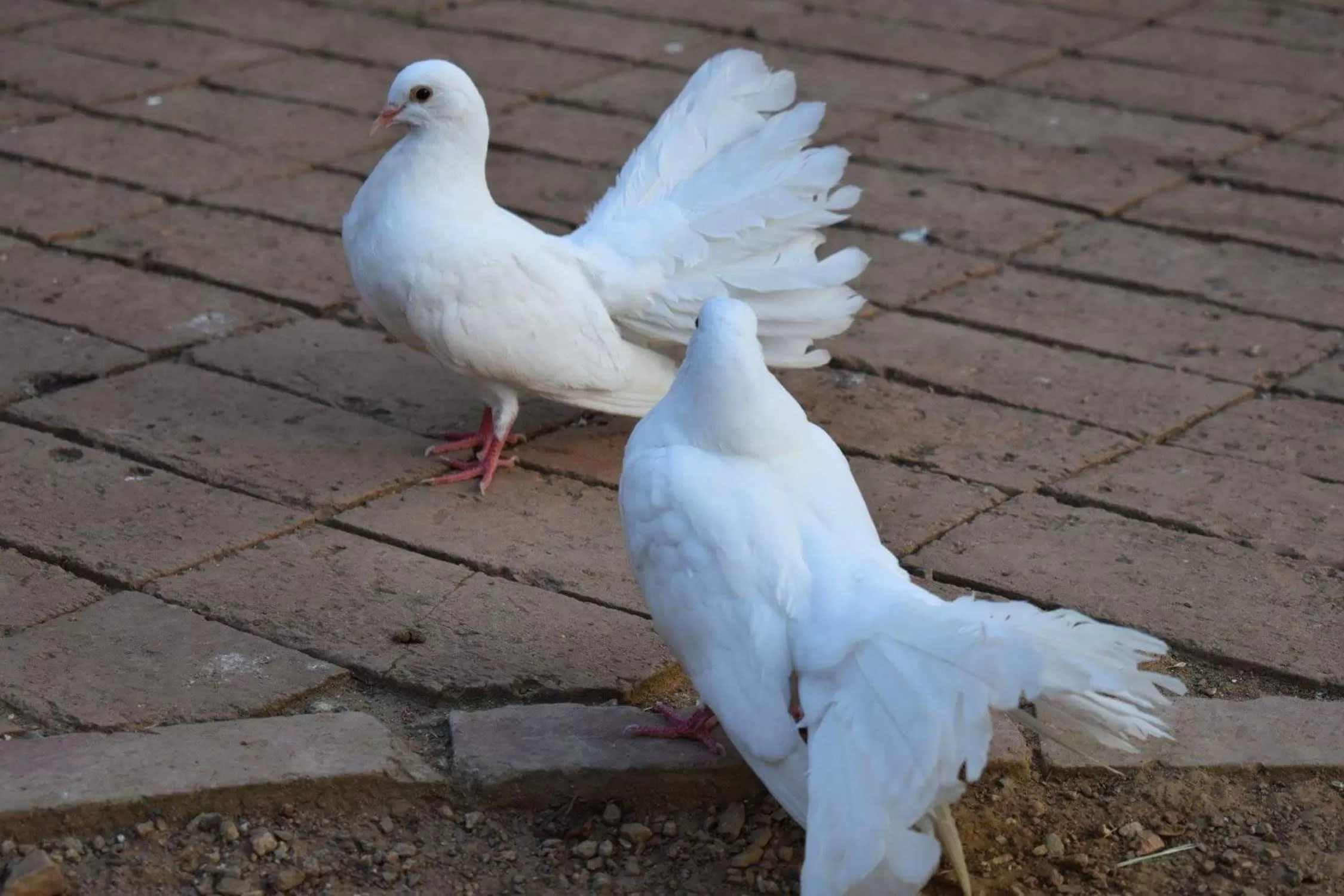 Animals in Etno selo Vile Jefimija, selo Preobrazenje, Vranje
