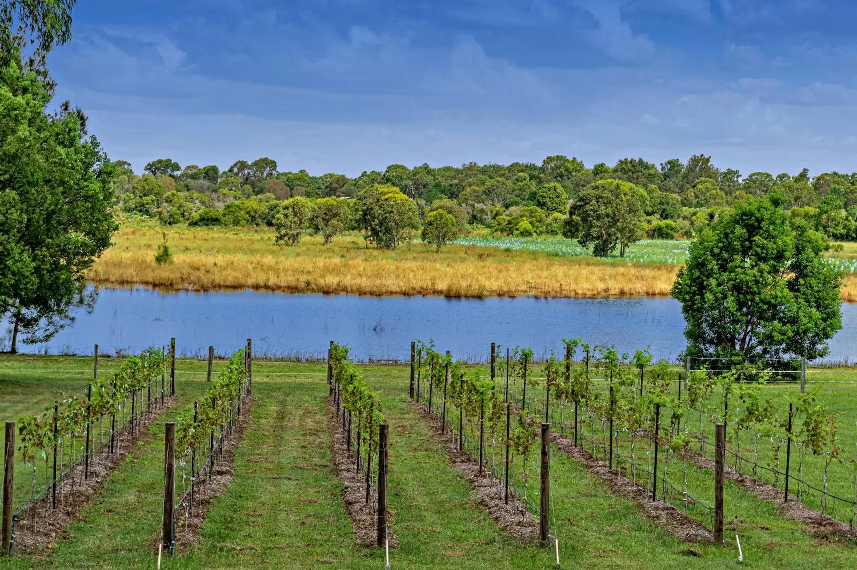 Natural Landscape in Narangba Motel (formerly Brisbane North B&B and Winery)