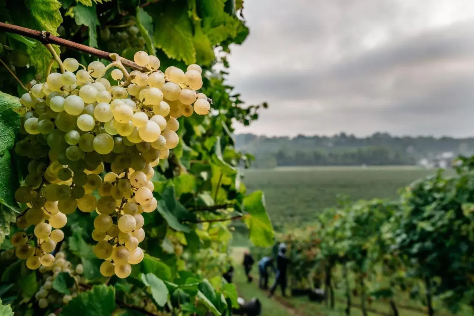 Natural landscape in Villa Clementina - Prosecco Country Hotel