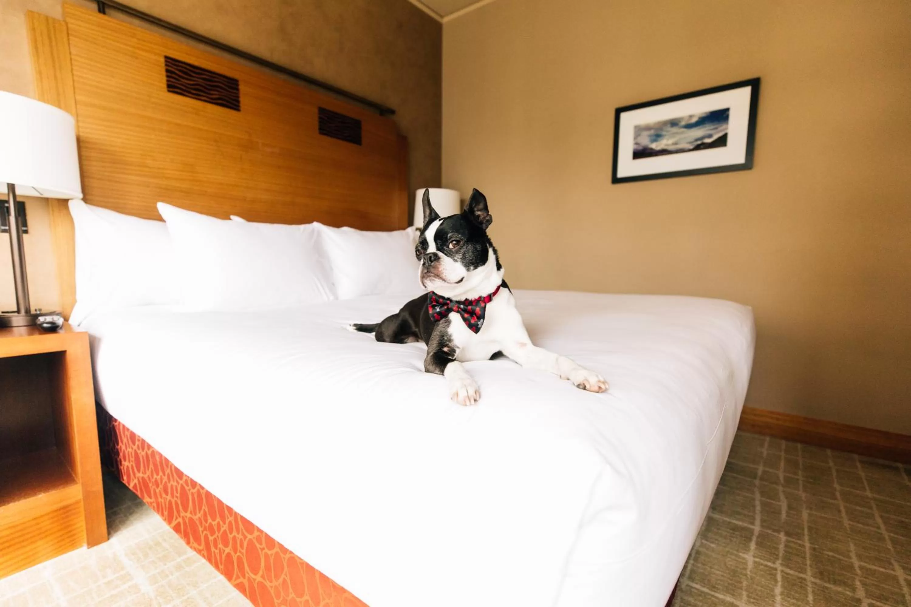 Pets, Bed in Grand Hyatt Seattle
