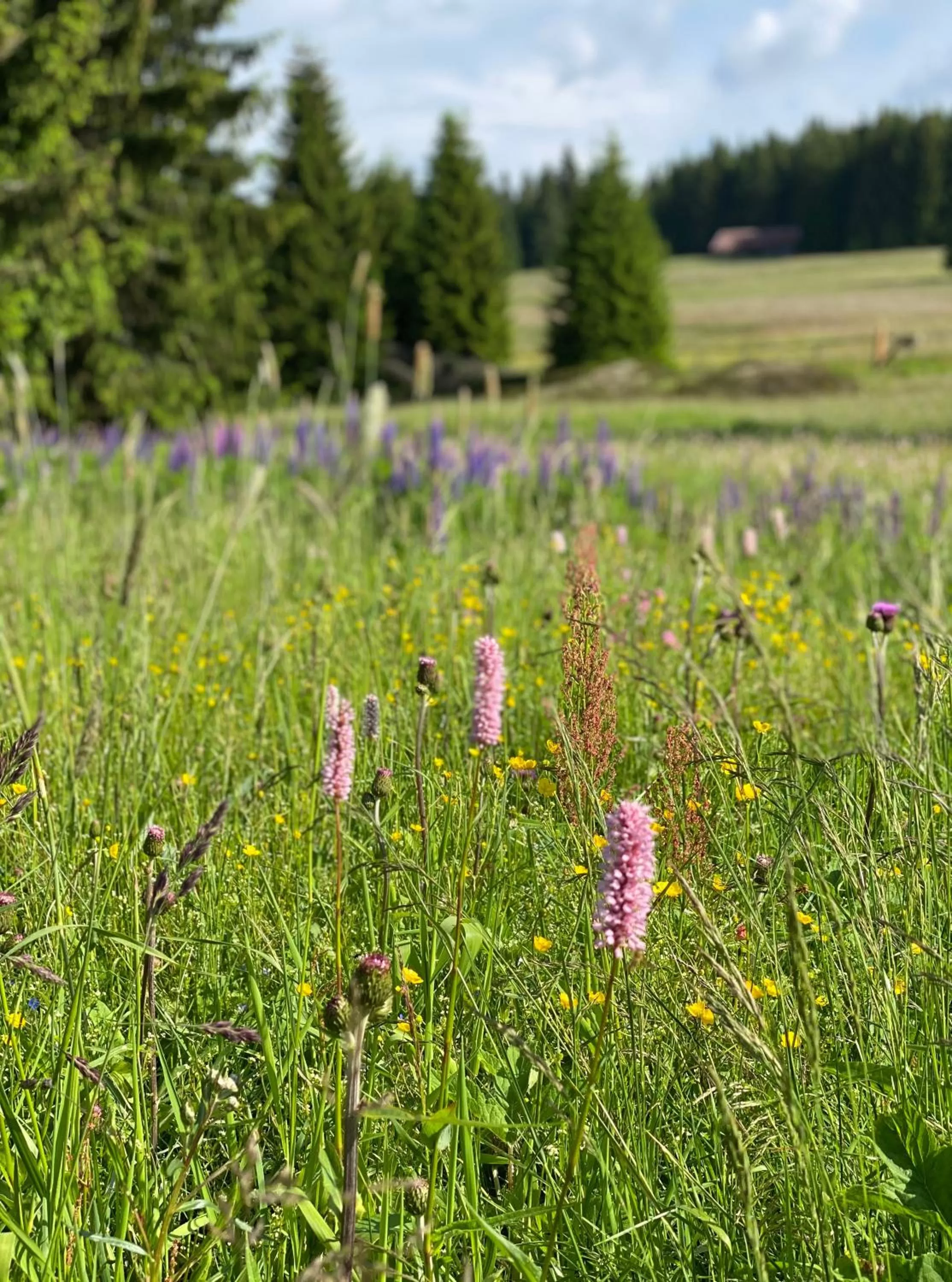 Natural landscape in Vila Jáchymov