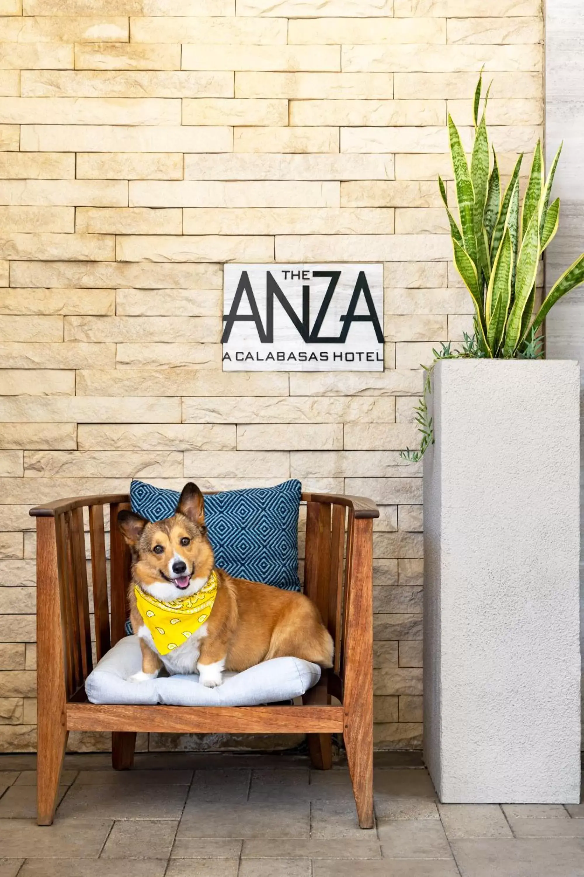 Pets in The Anza-a Calabasas Hotel