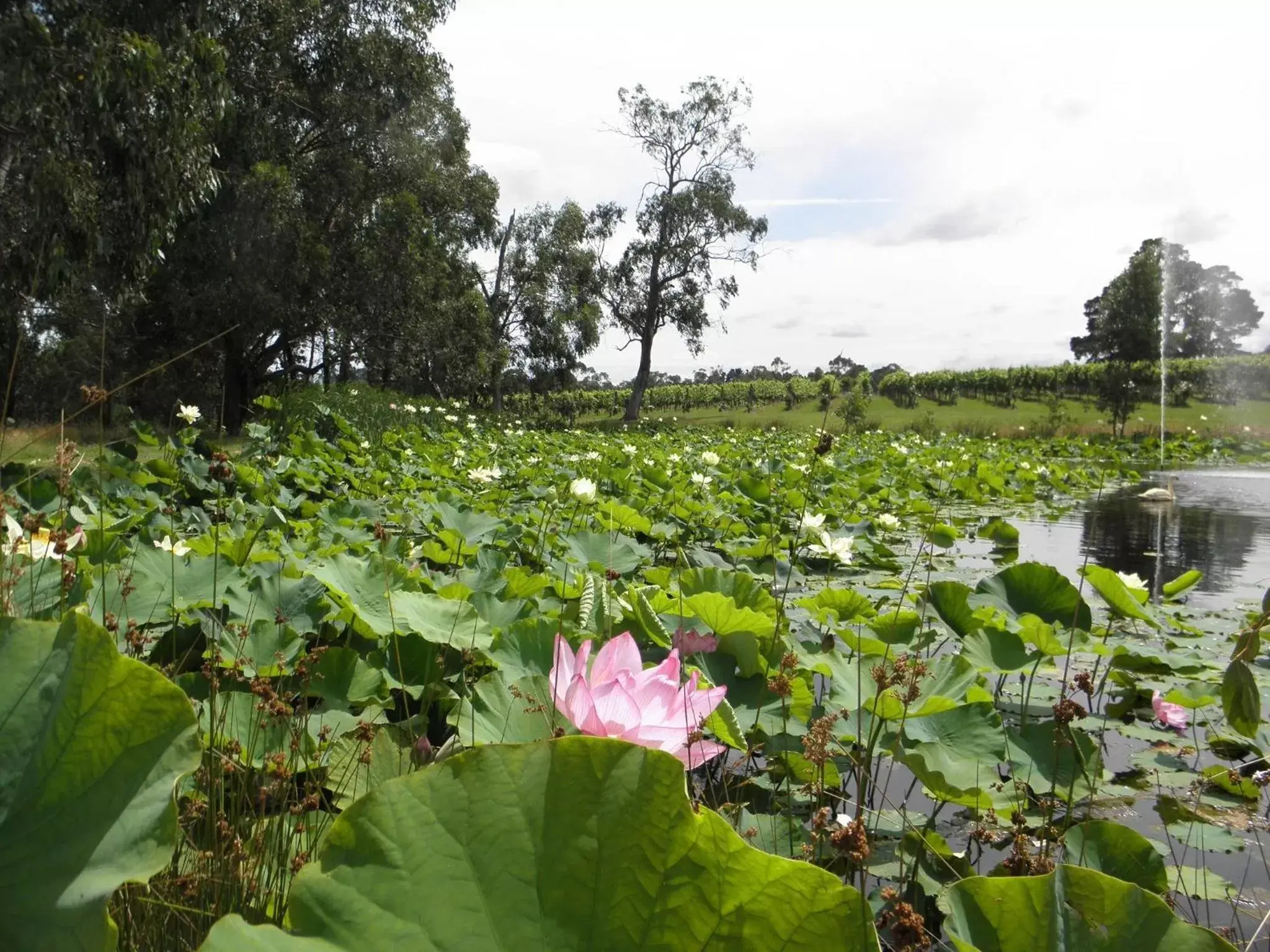 Garden in Wild Cattle Creek Estate