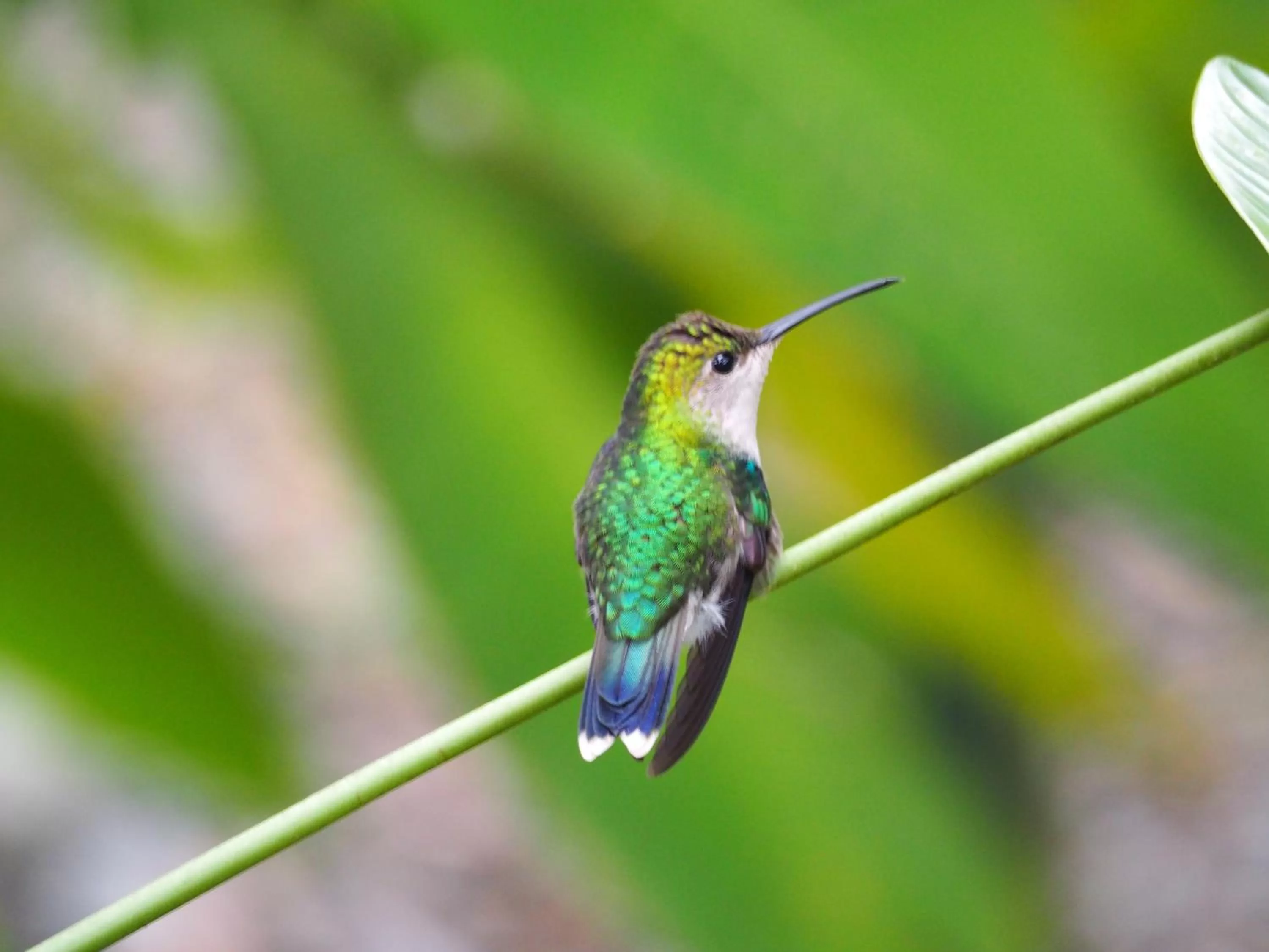 Animals in The Hummingbird