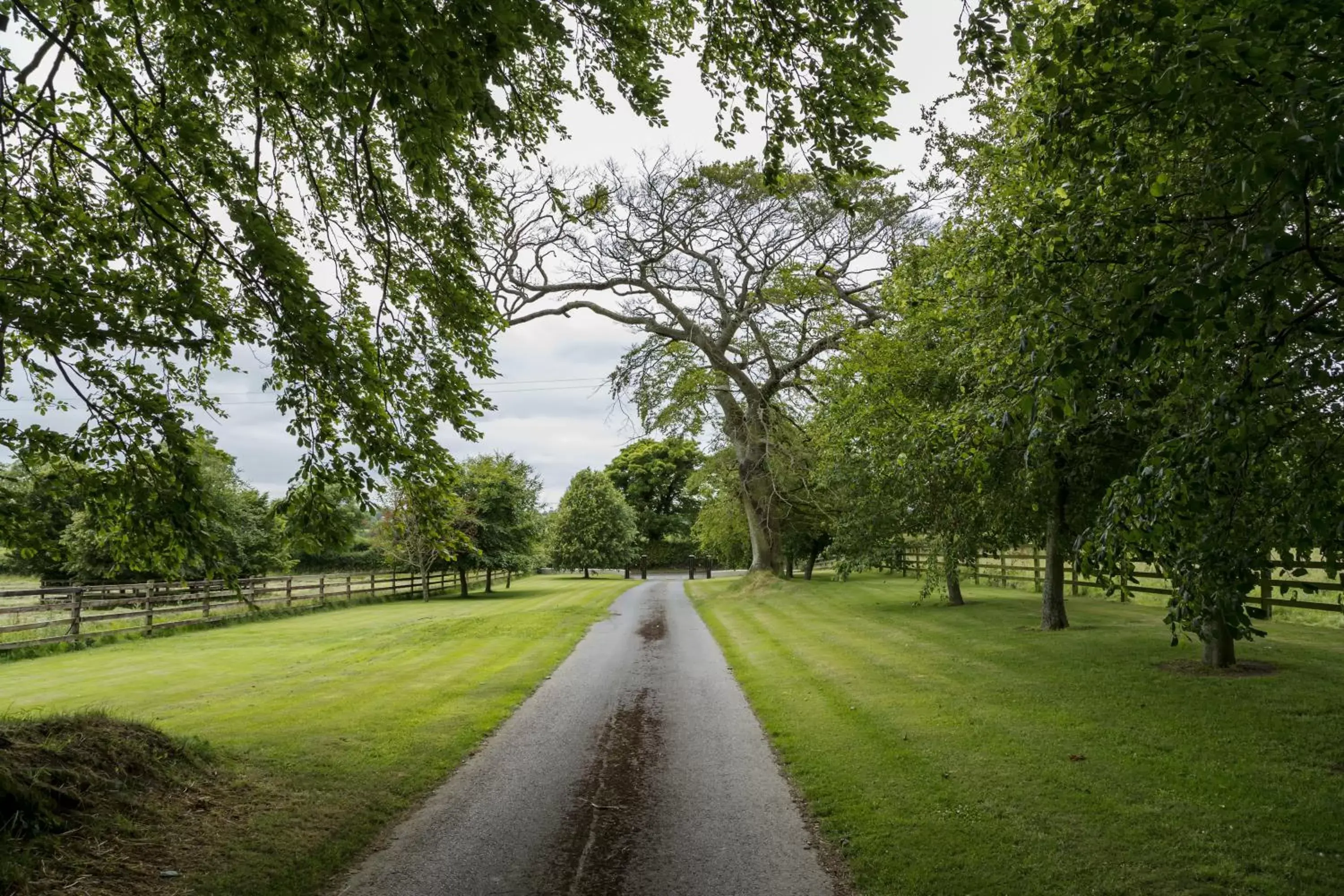 Garden in College Hill House