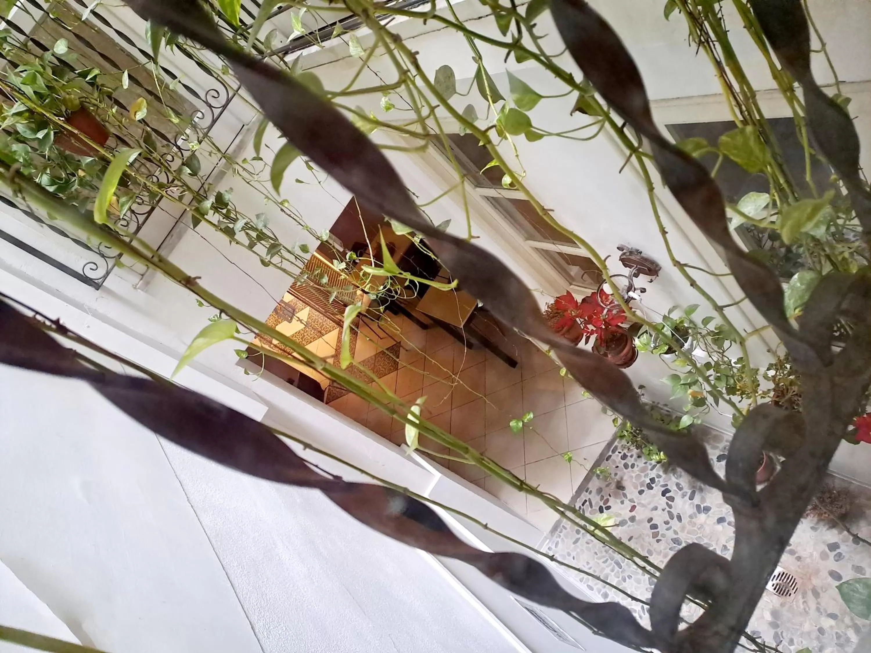 Garden view in Ai Tintori