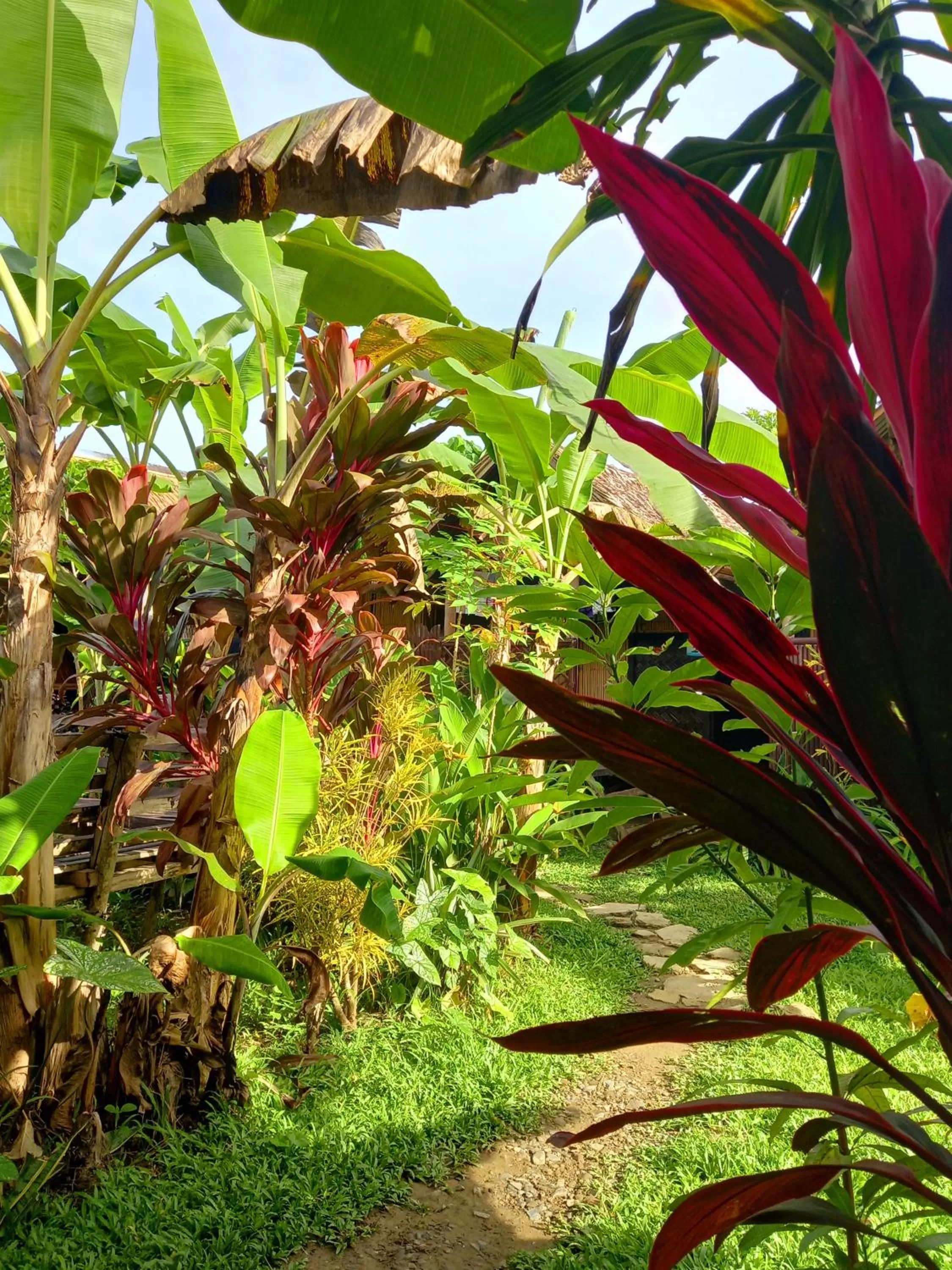 Banana Grove El Nido