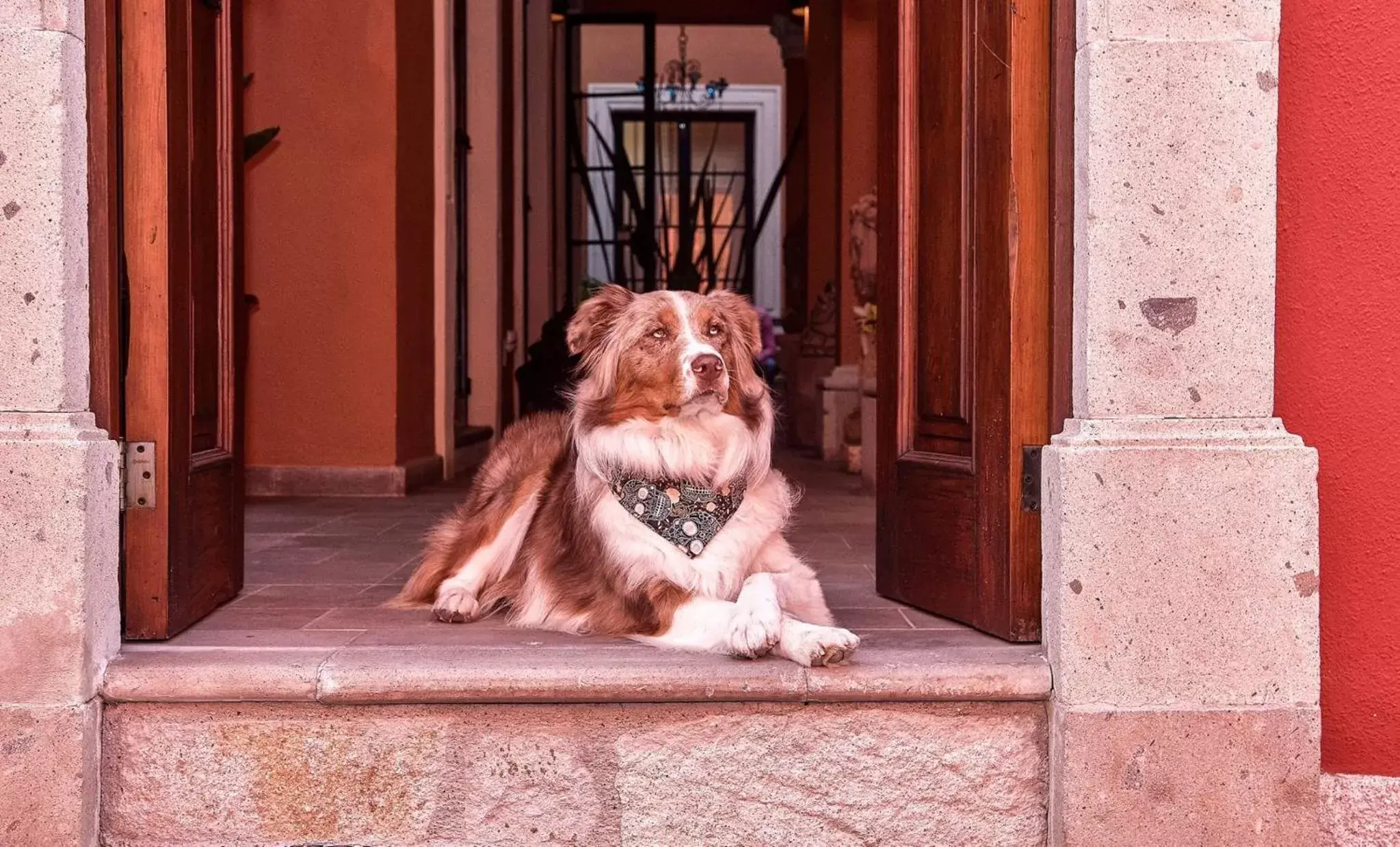 Pets in Artesana Luxury Villa