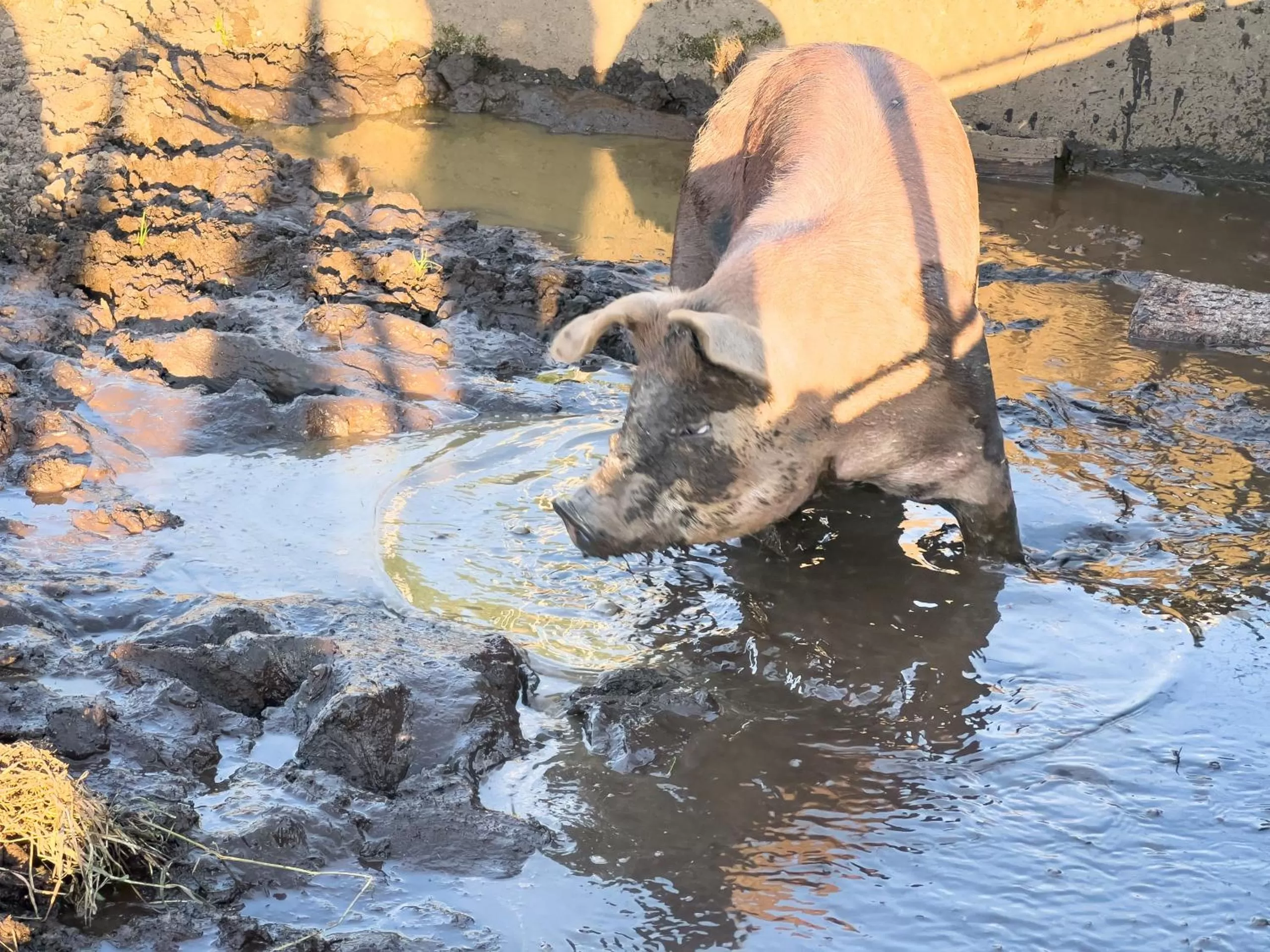 Animals in B&B Hof Grosschreie