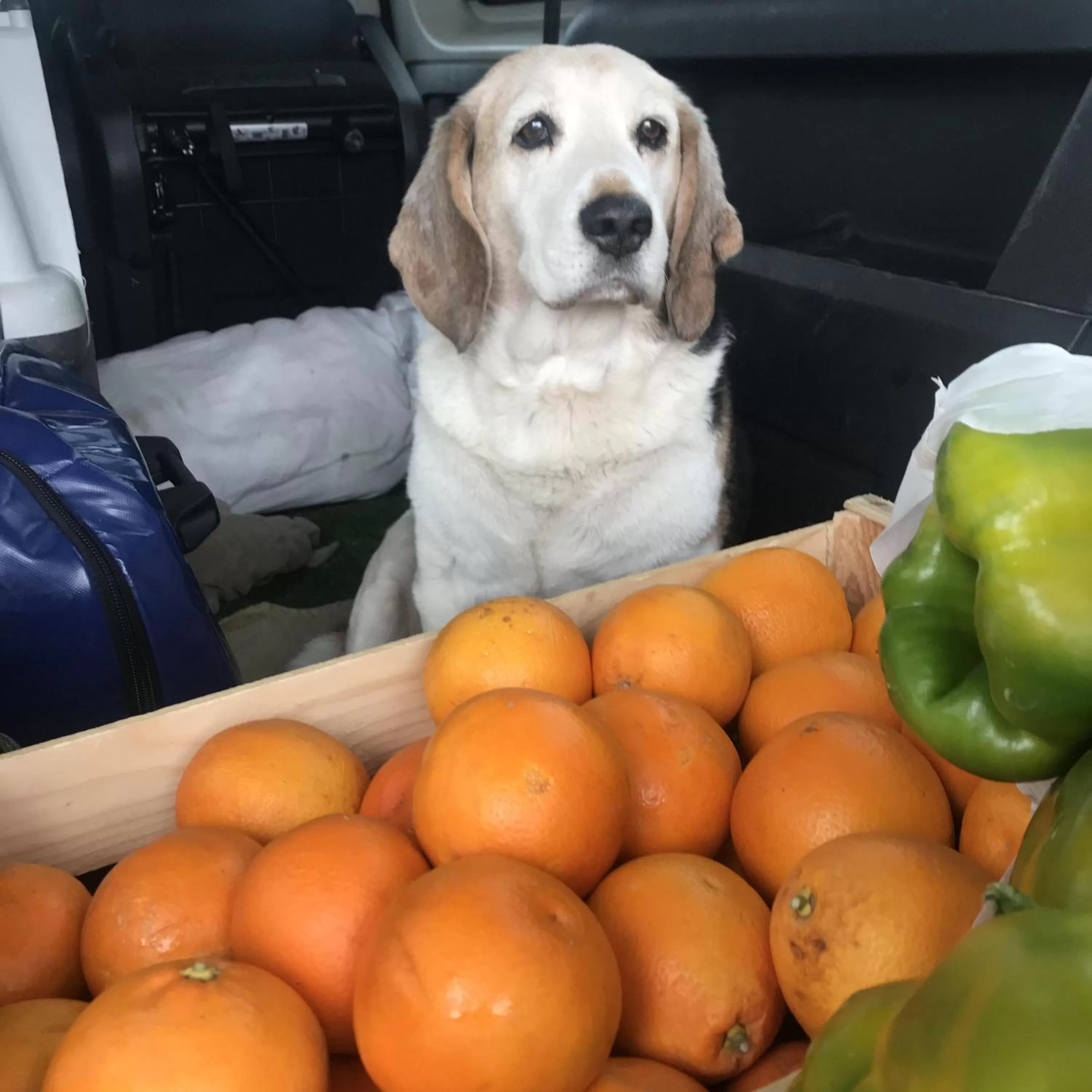 Other, Pets in CasapiuHolidaySicilia-Adults Only