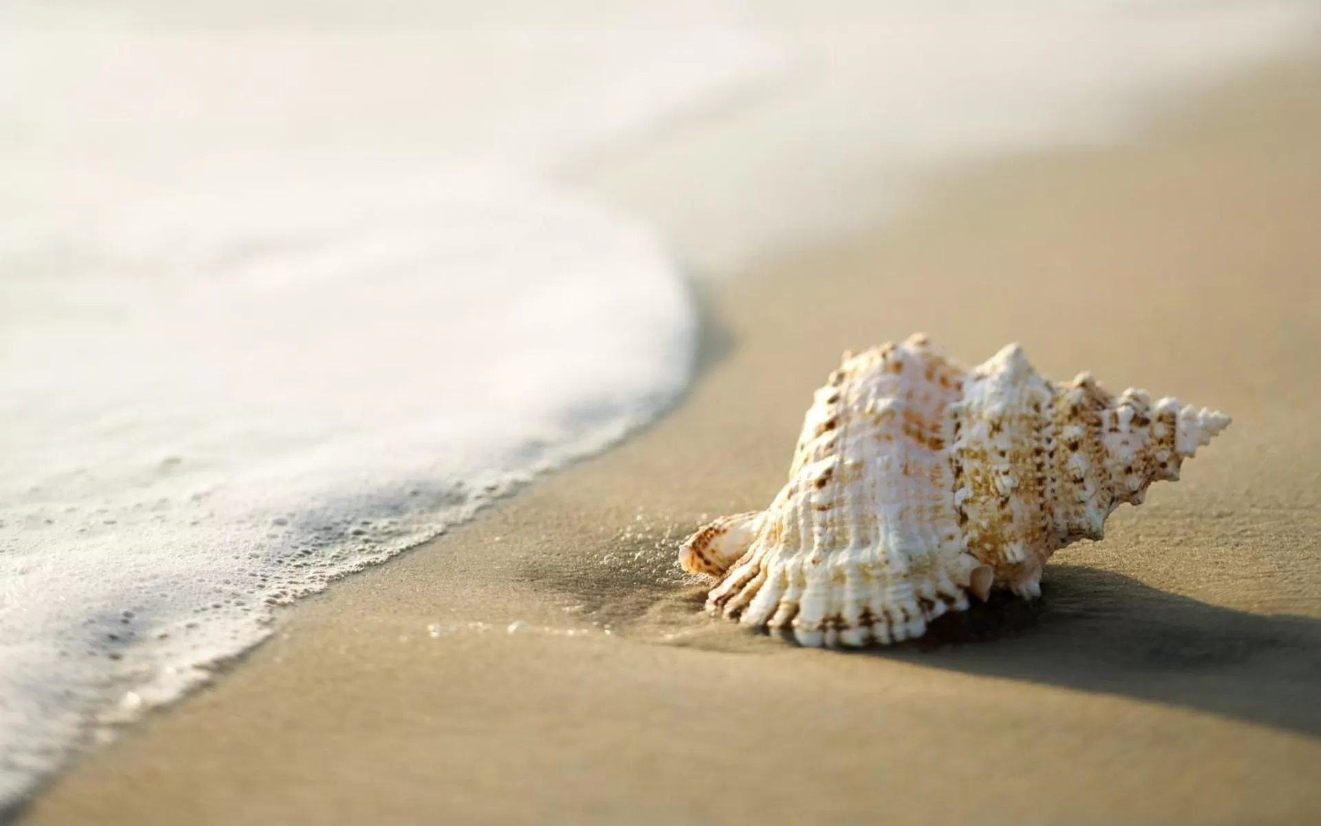 Beach, Bird's-eye View in White Shell
