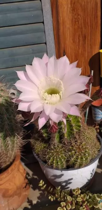 Balcony/Terrace in La casa dell'Adri B&B con camino