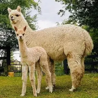 Other Animals in Hotel Imperial Dundalk