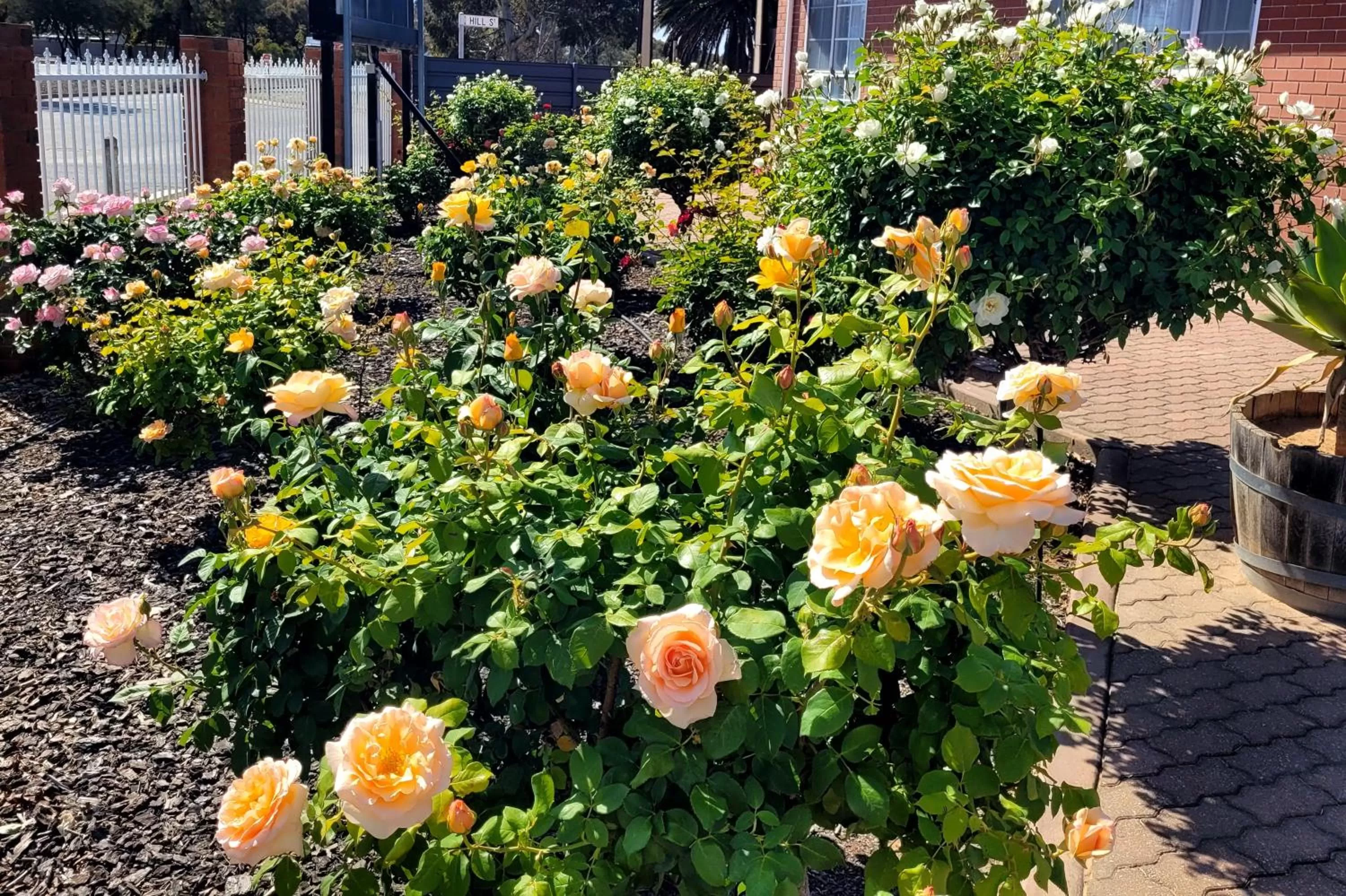 Garden in John Pirie Motor Inn