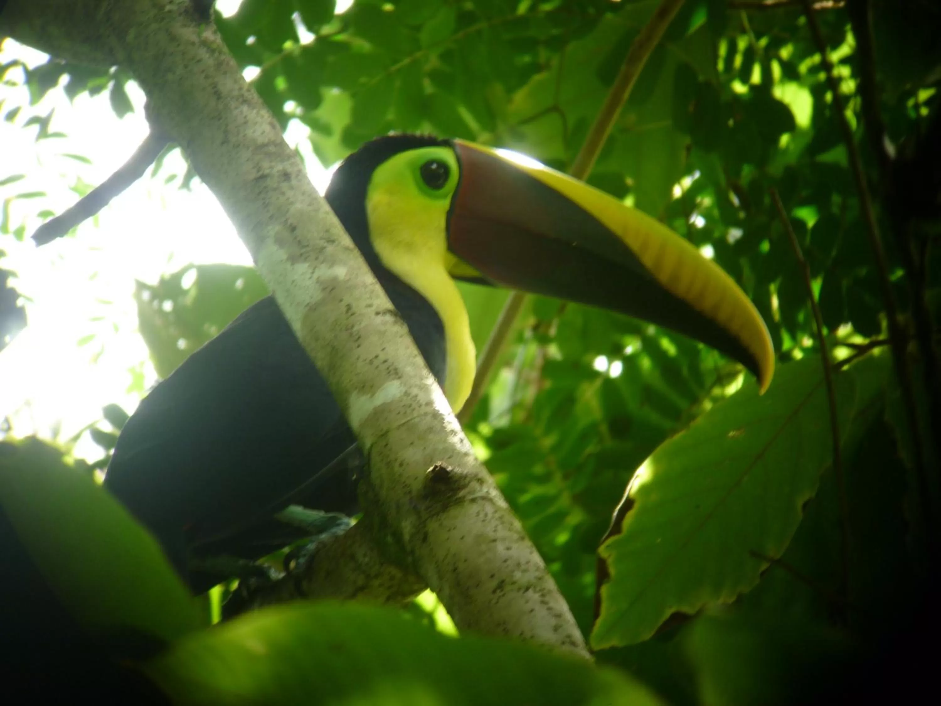Animals in Jaco Lodge Quiet Place