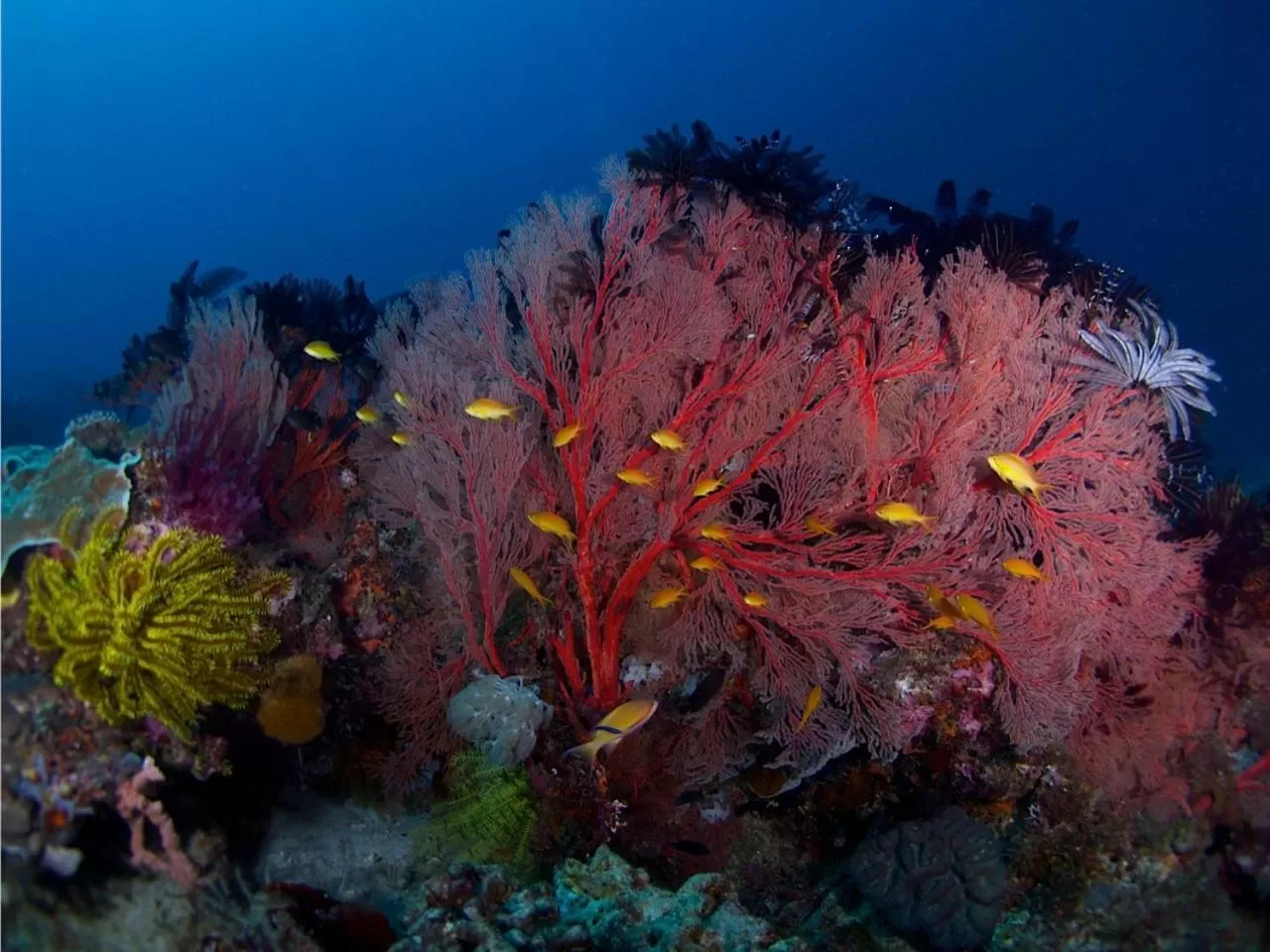 Diving in Punta Bulata White Beach Resort & Spa