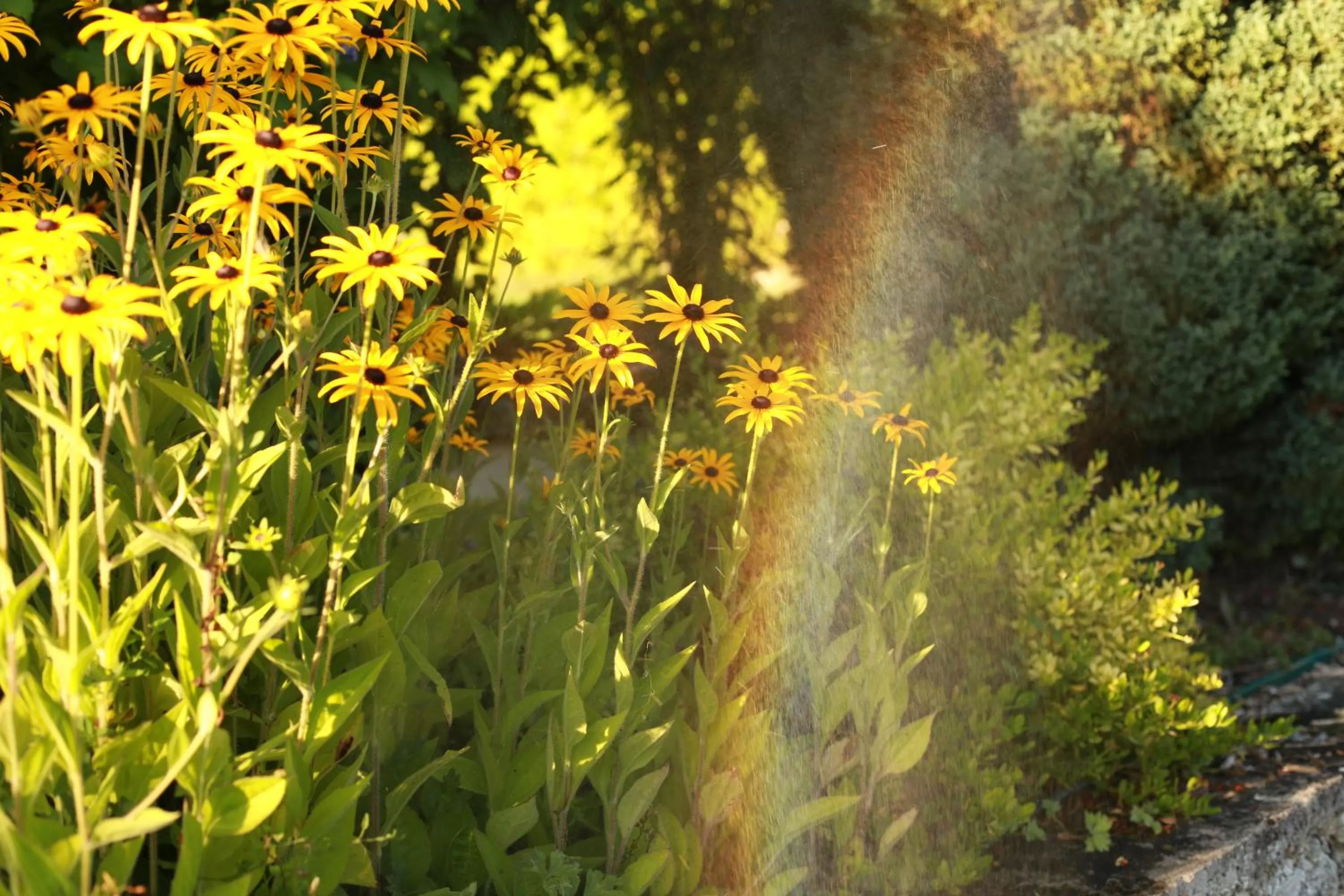 Garden in Les Rêves de Flamboin