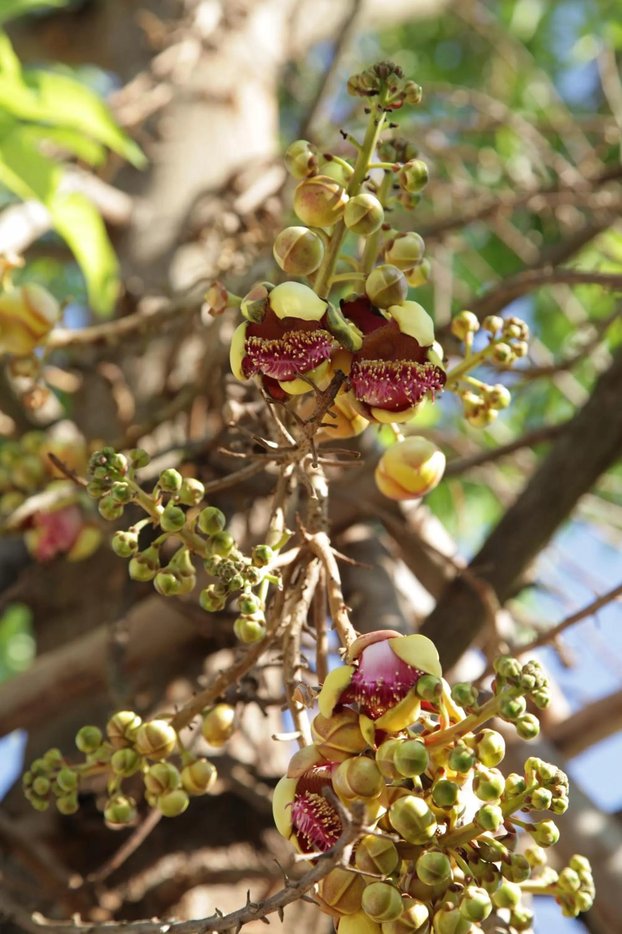 Spring in U Duay Gan Garden Home