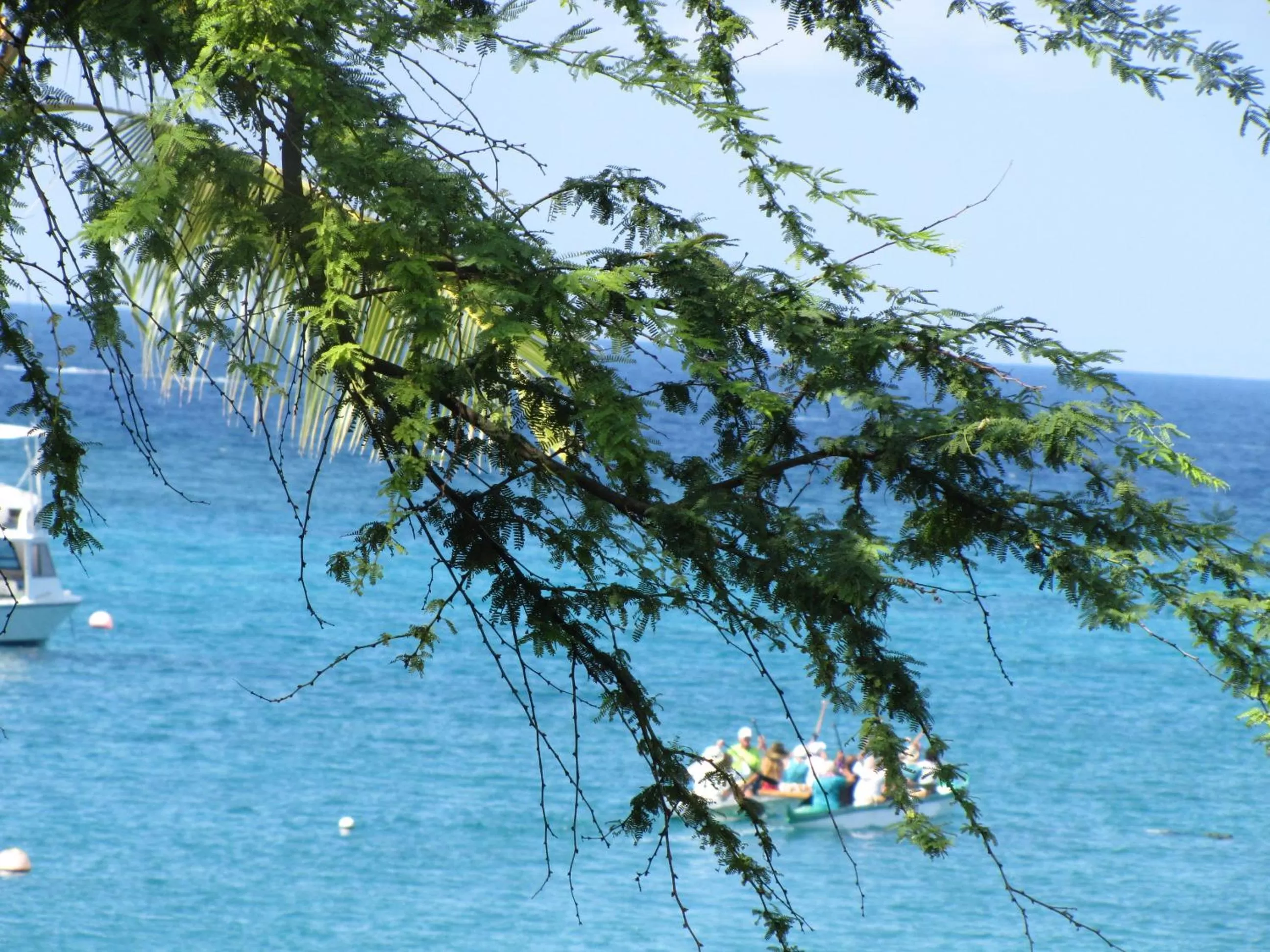 Fishing in Coffee Garden