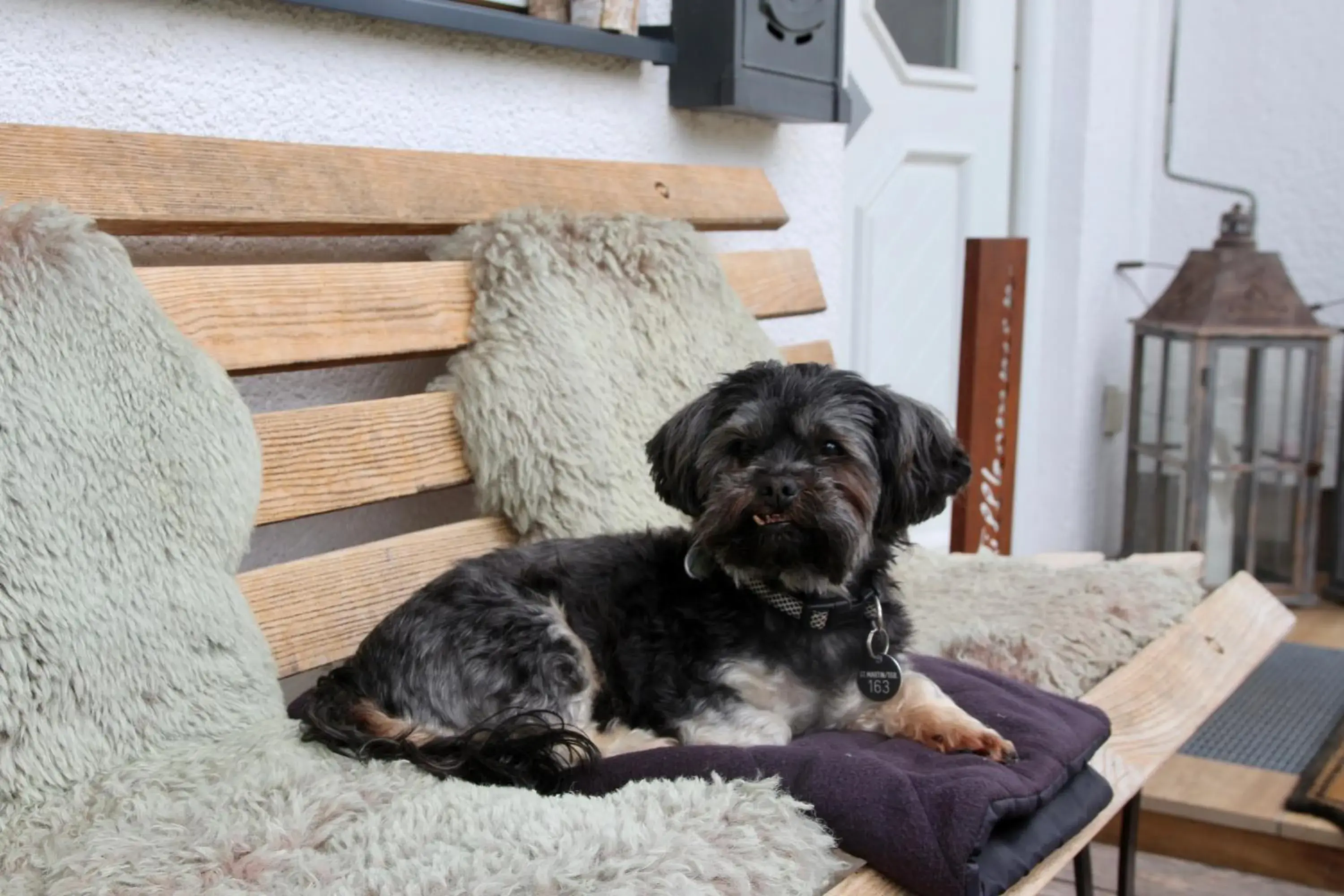 Staff, Pets in Alpenhof