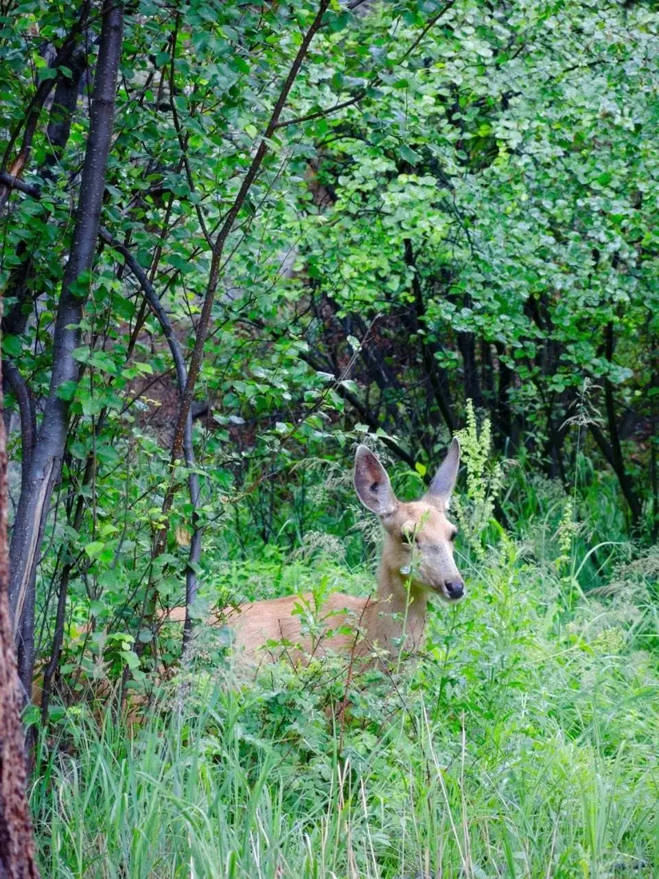 Other Animals in Romantic RiverSong Inn