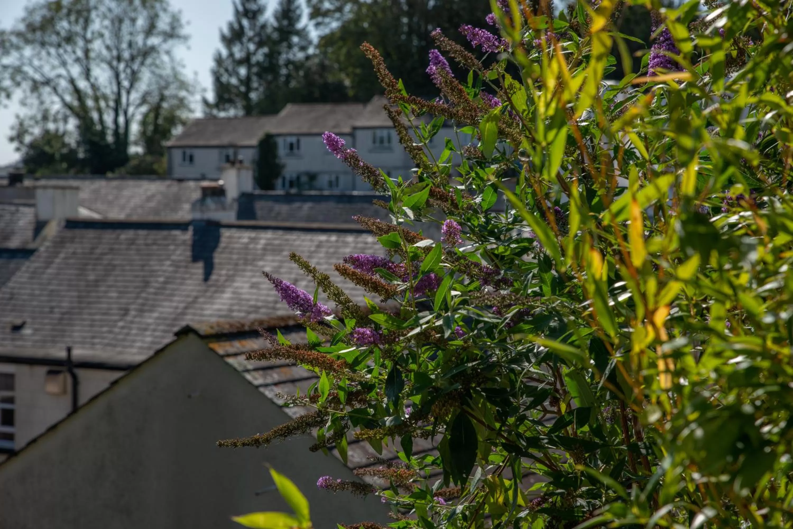 Property building in Rockmount Rooms & Apartment