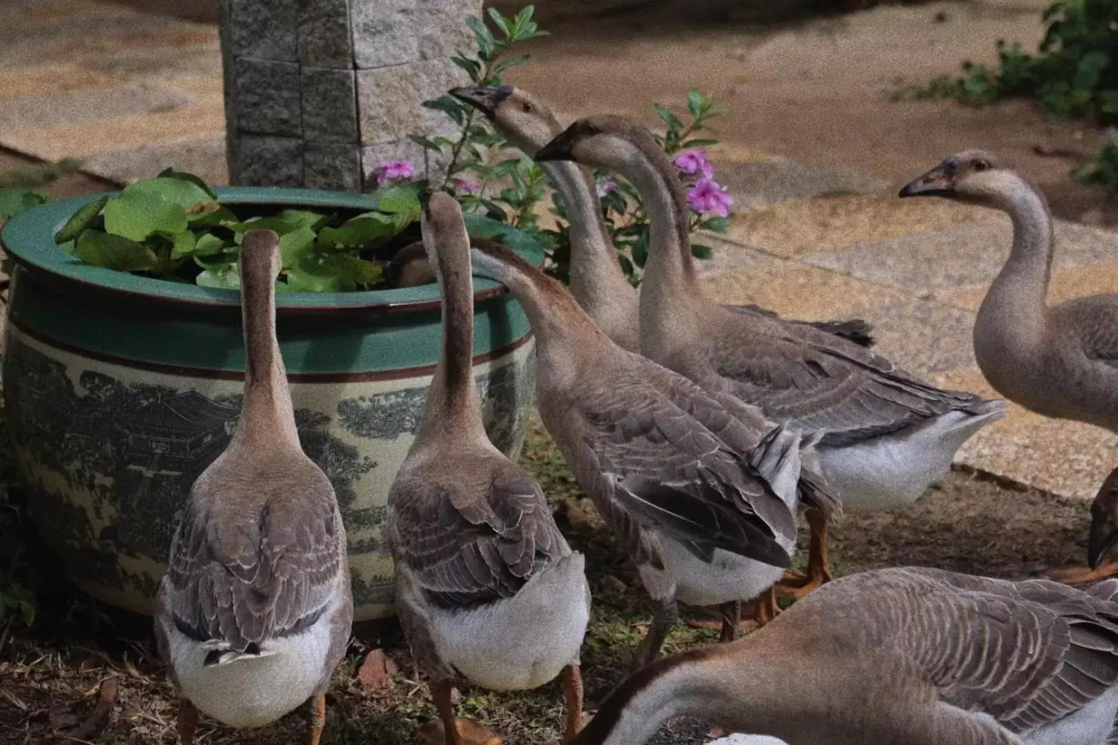 Animals, Other Animals in The Ritz-Carlton Sanya, Yalong Bay