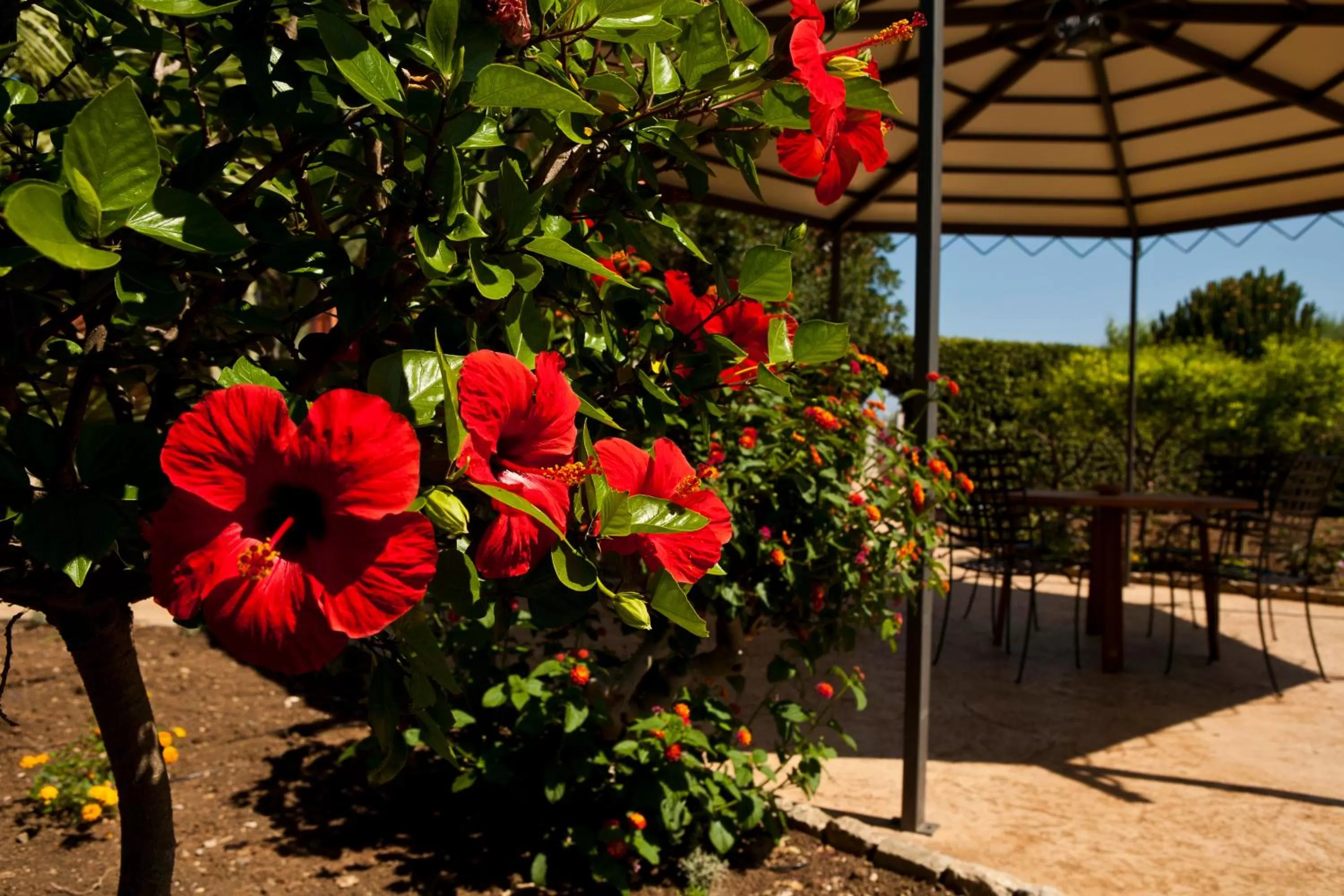 Garden in B&B 7Cento Ulivi