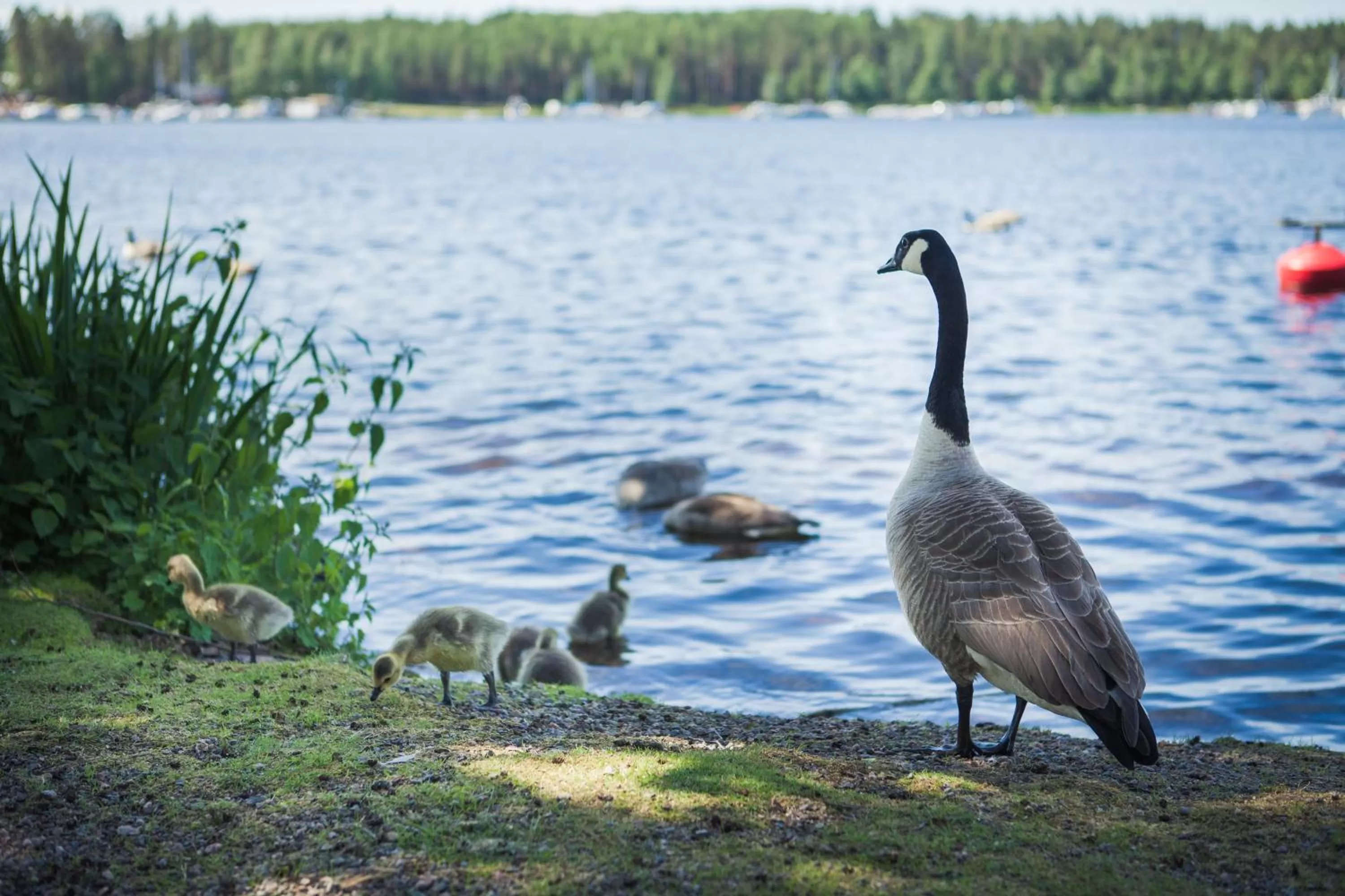Beach in Finlandia Hotel Imatran Kylpylä Spa