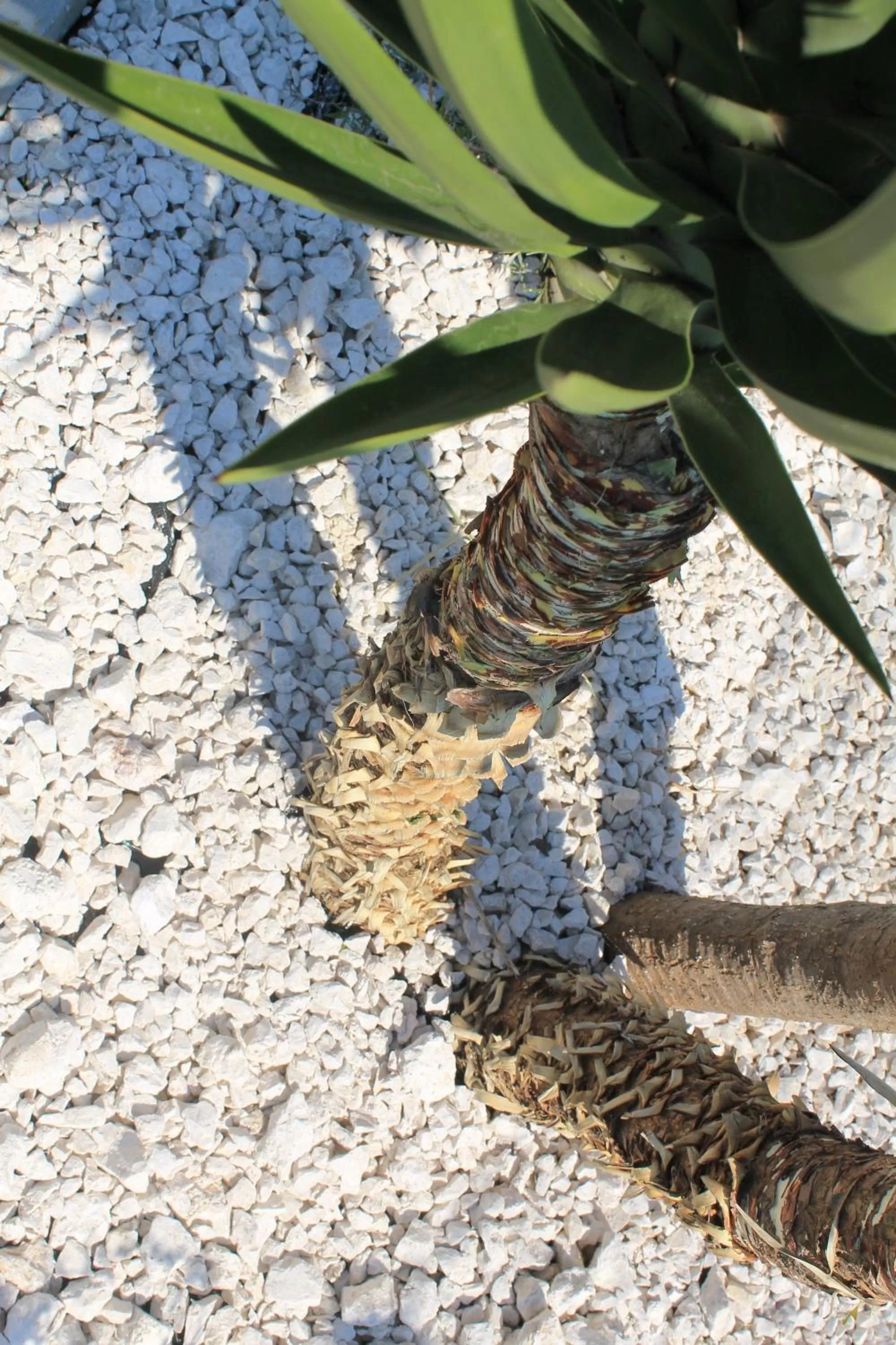 Garden in B&B Palazzo Manfredi Vieste, Fronte mare con Parcheggio