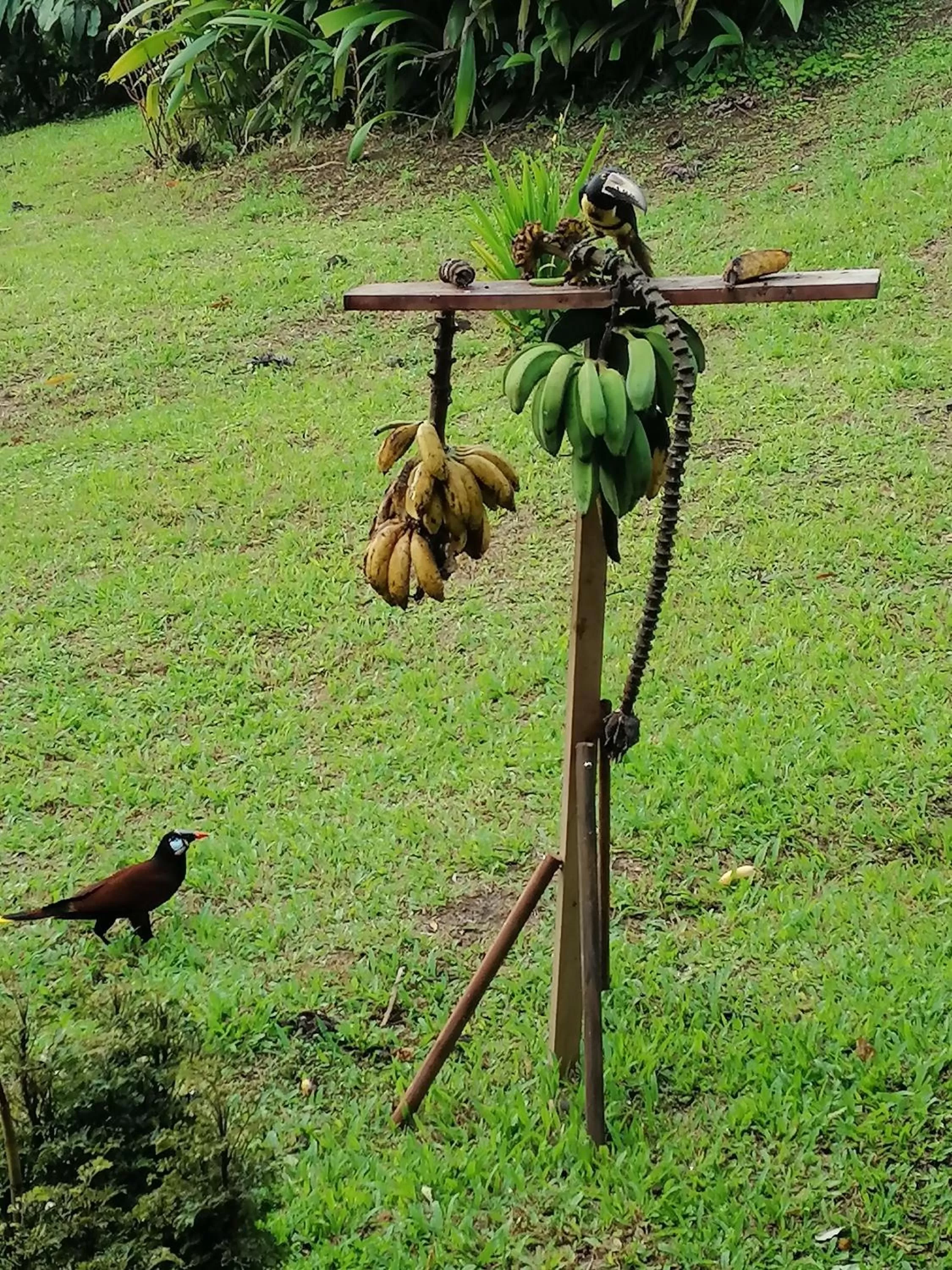 Garden, Other Animals in La Ceiba Tree Lodge